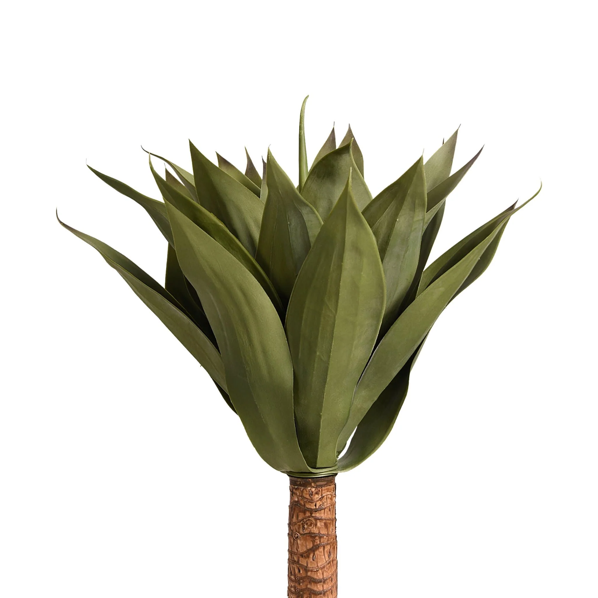 Agave - Image 2