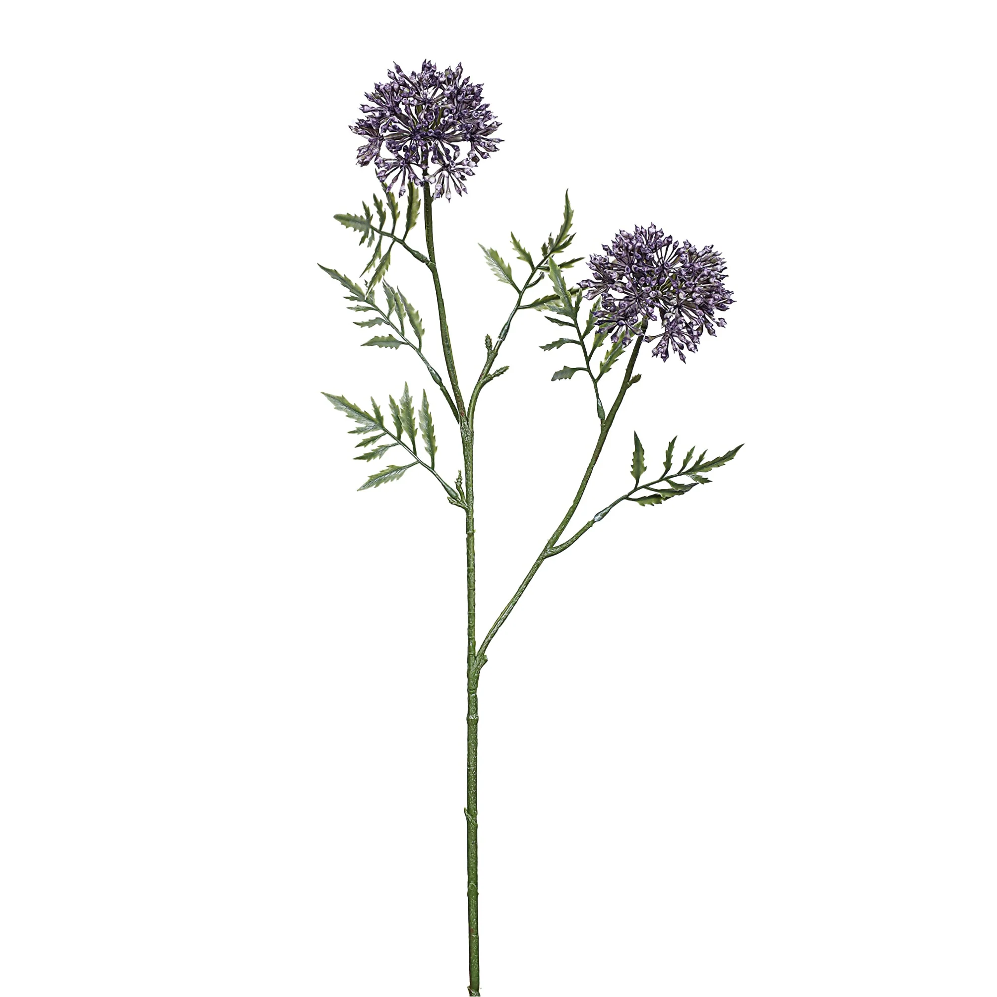 Allium - Image 2