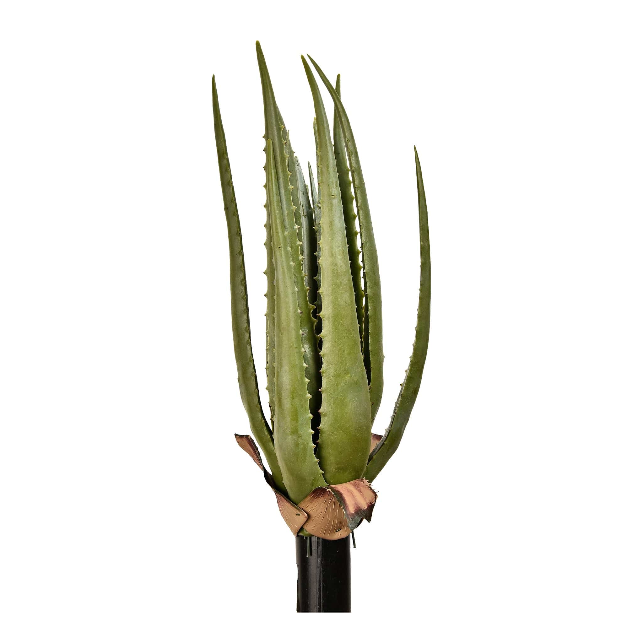 Aloe