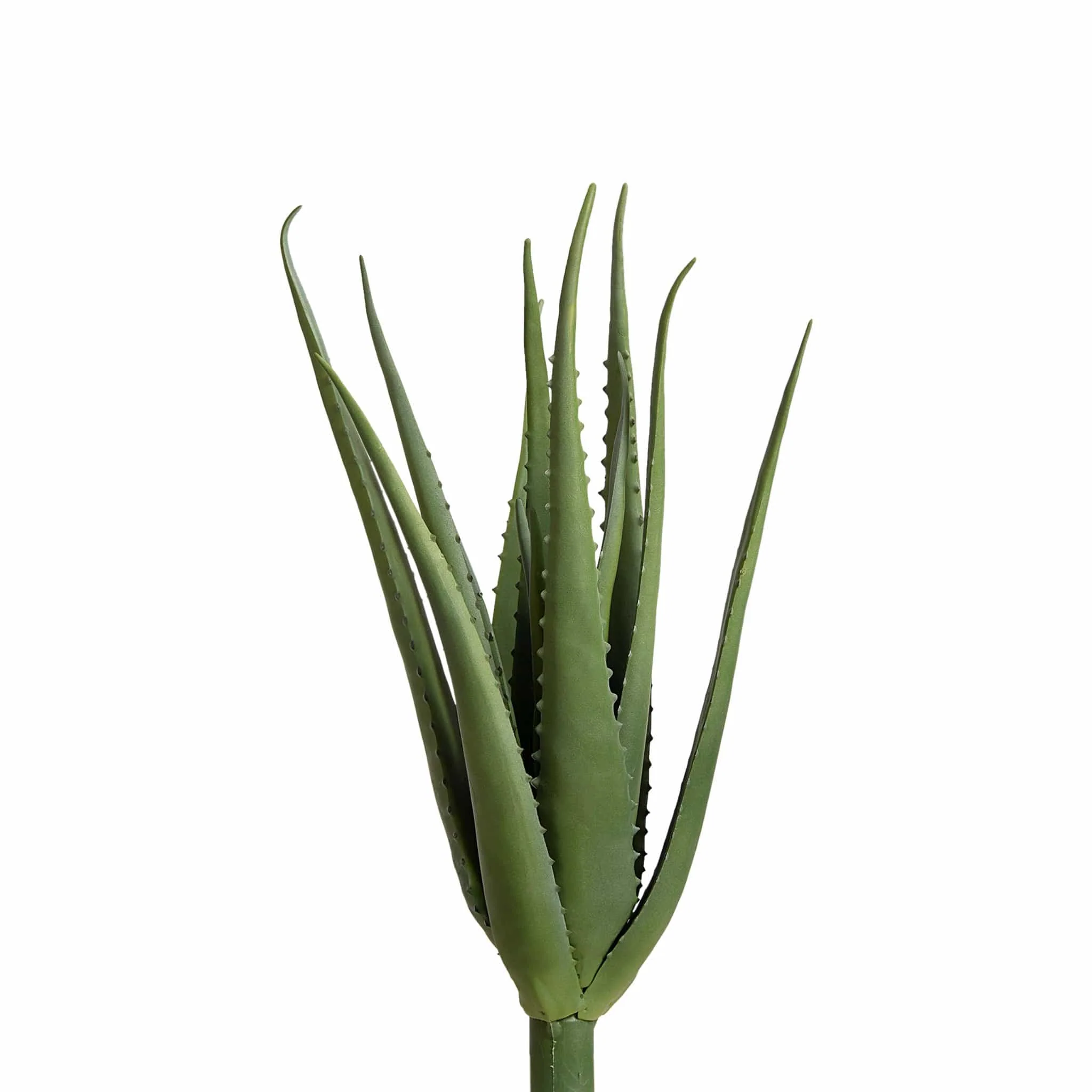 Aloe