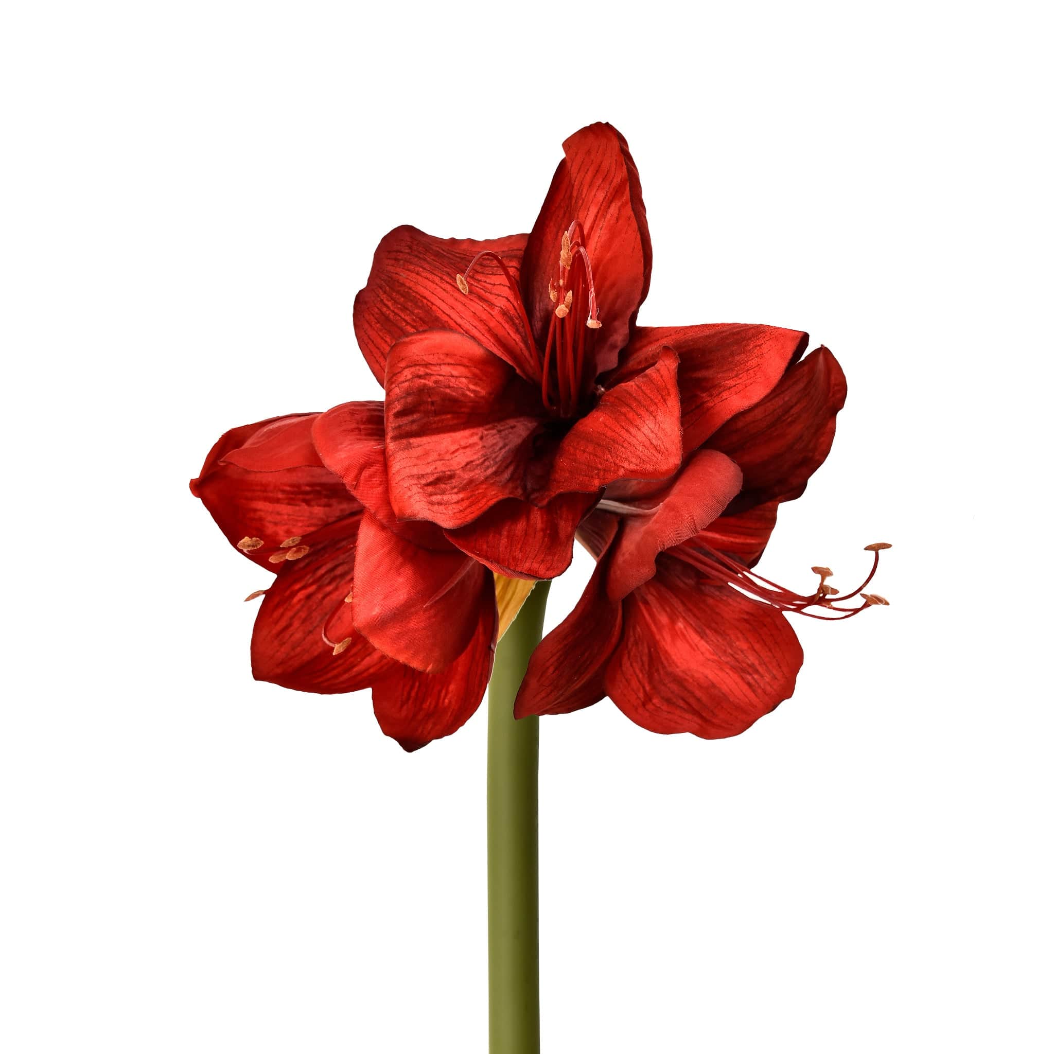 Amaryllis - Image 3
