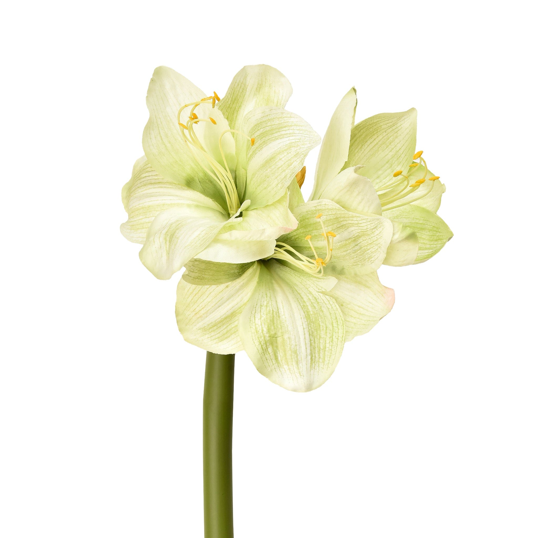 Amaryllis - Image 4