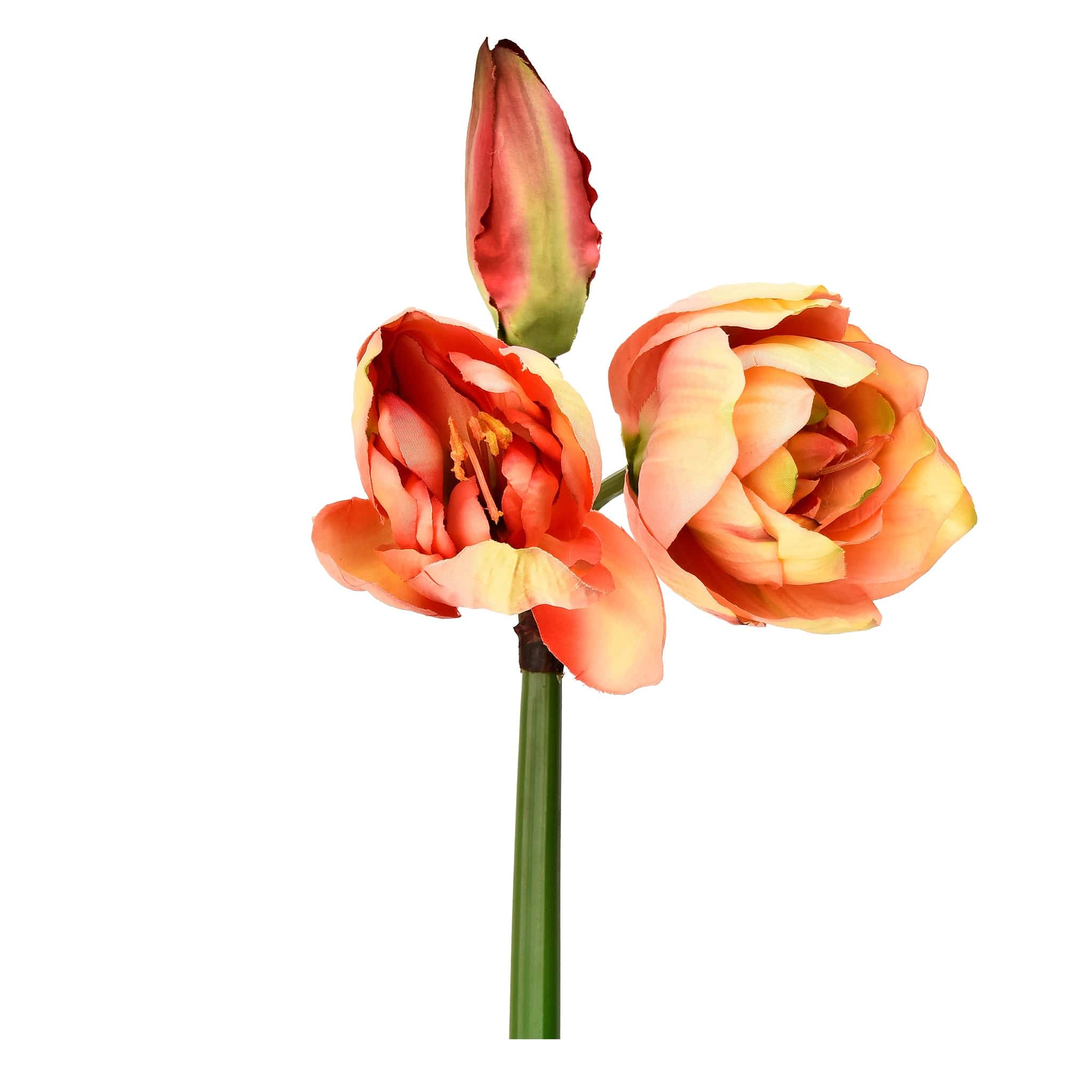 Amaryllis - Image 3