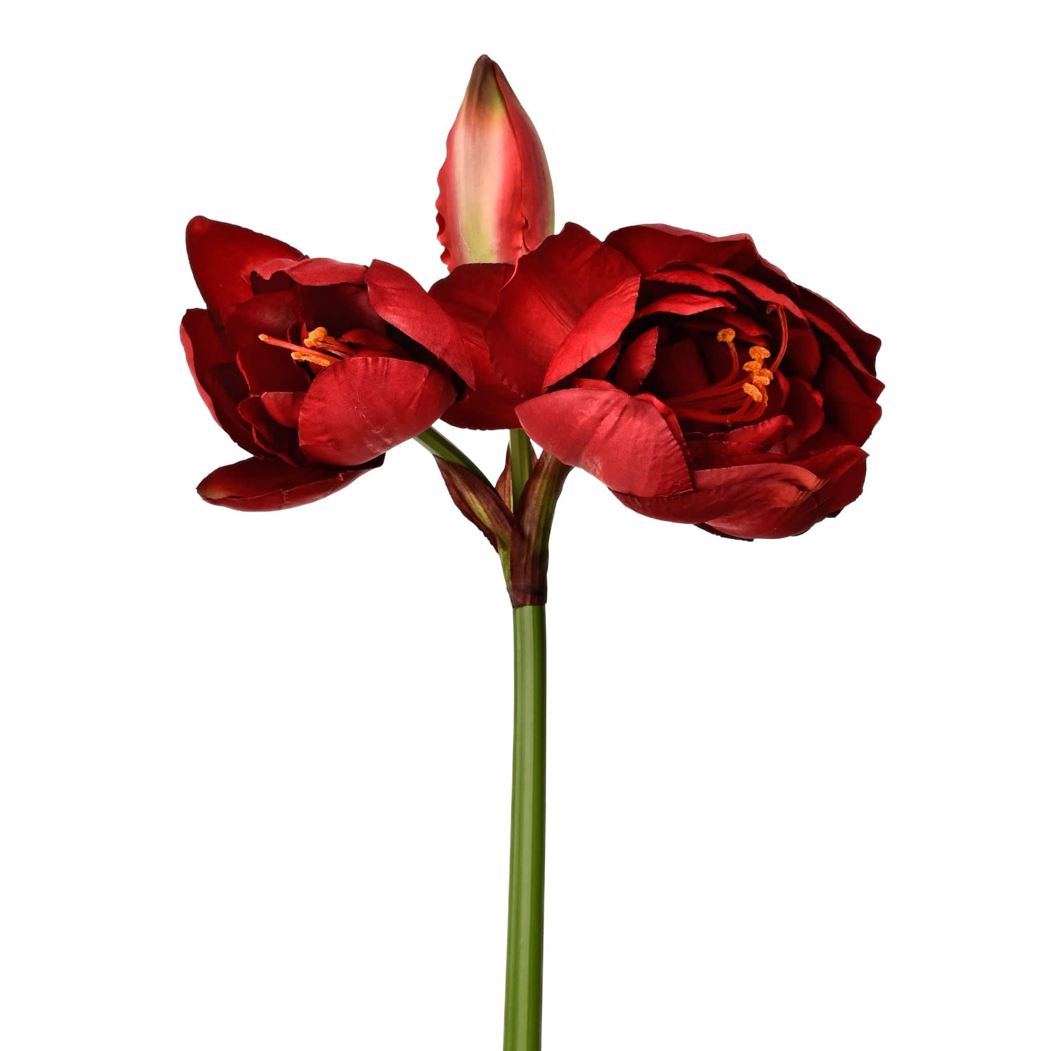 Amaryllis - Image 4