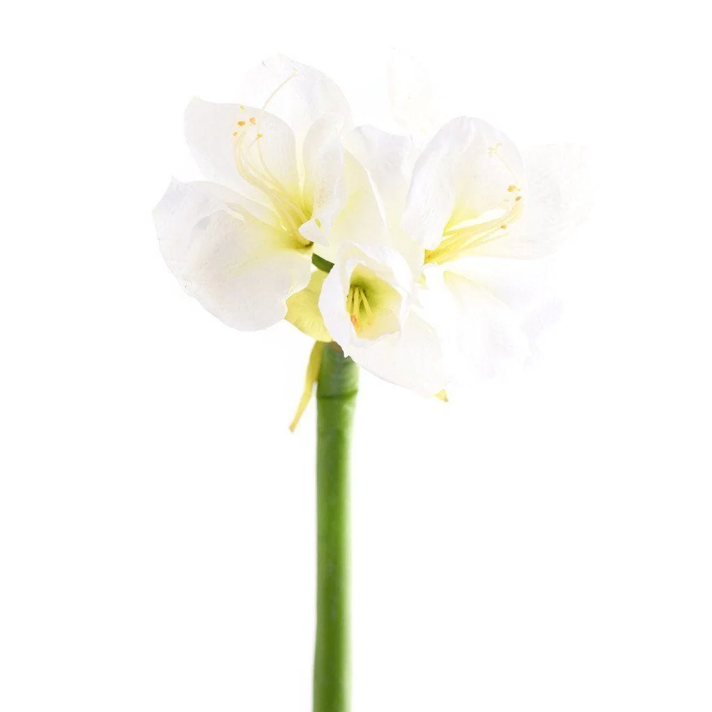Amaryllis