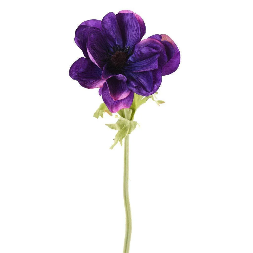 Anemone - Image 3