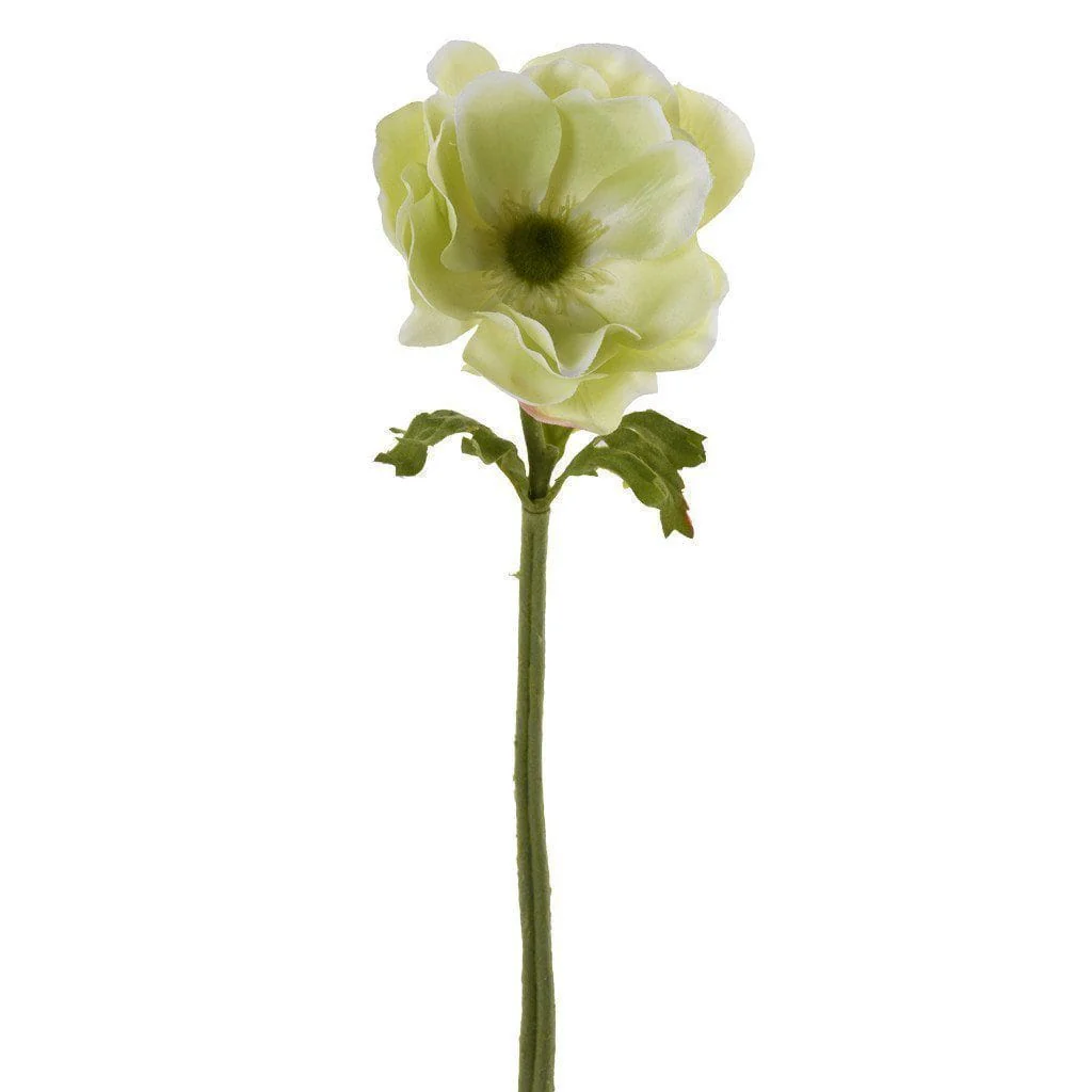 Anemone - Image 4