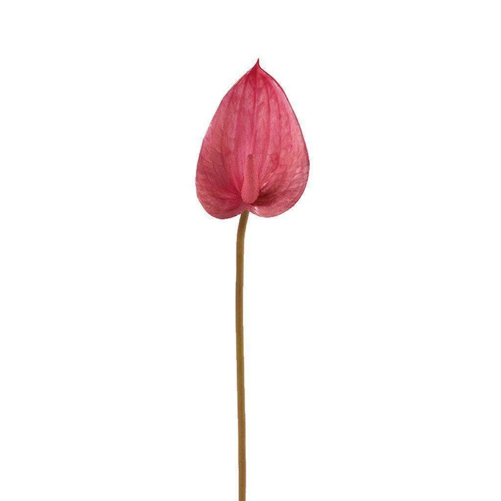 Anthurium
