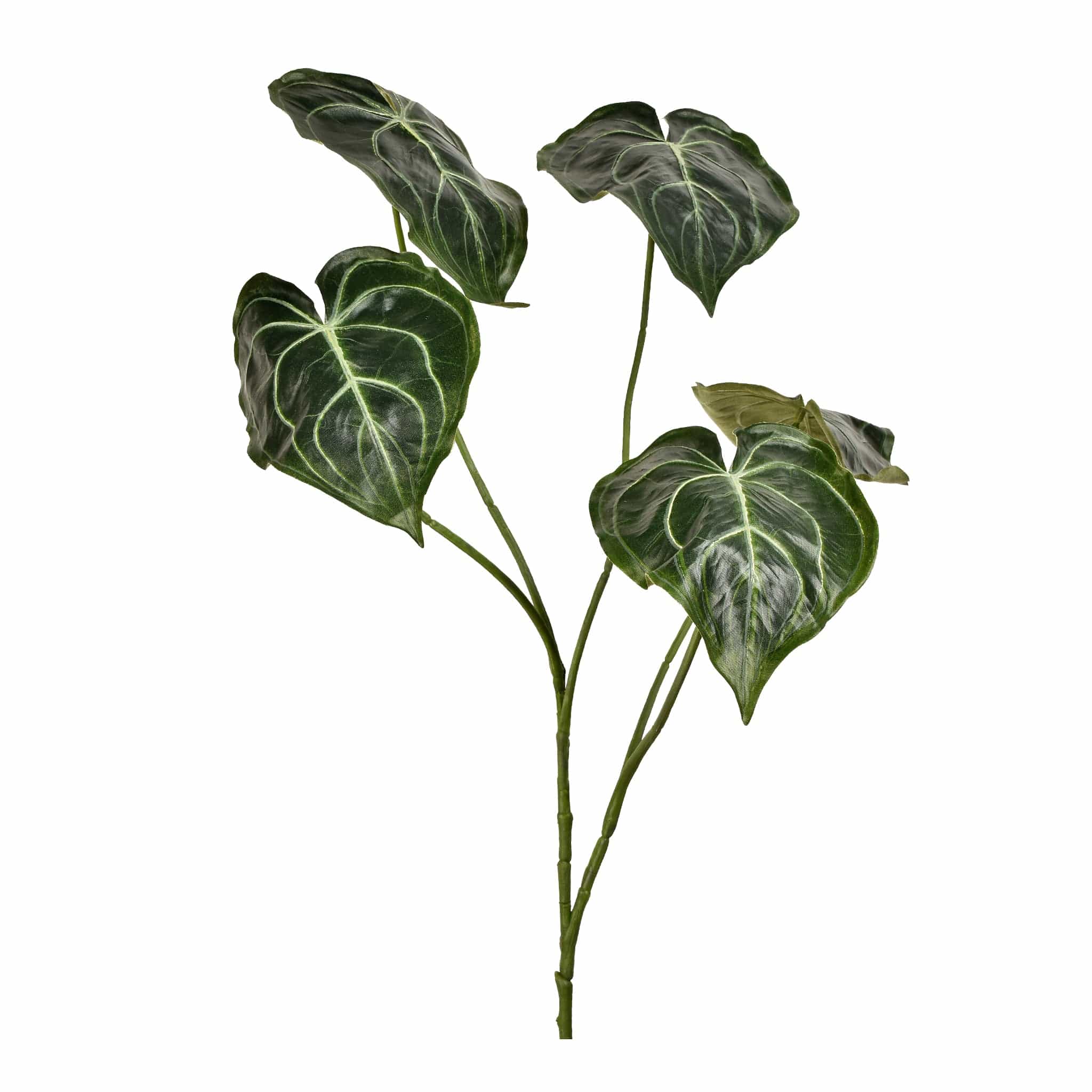 Anthurium Bush