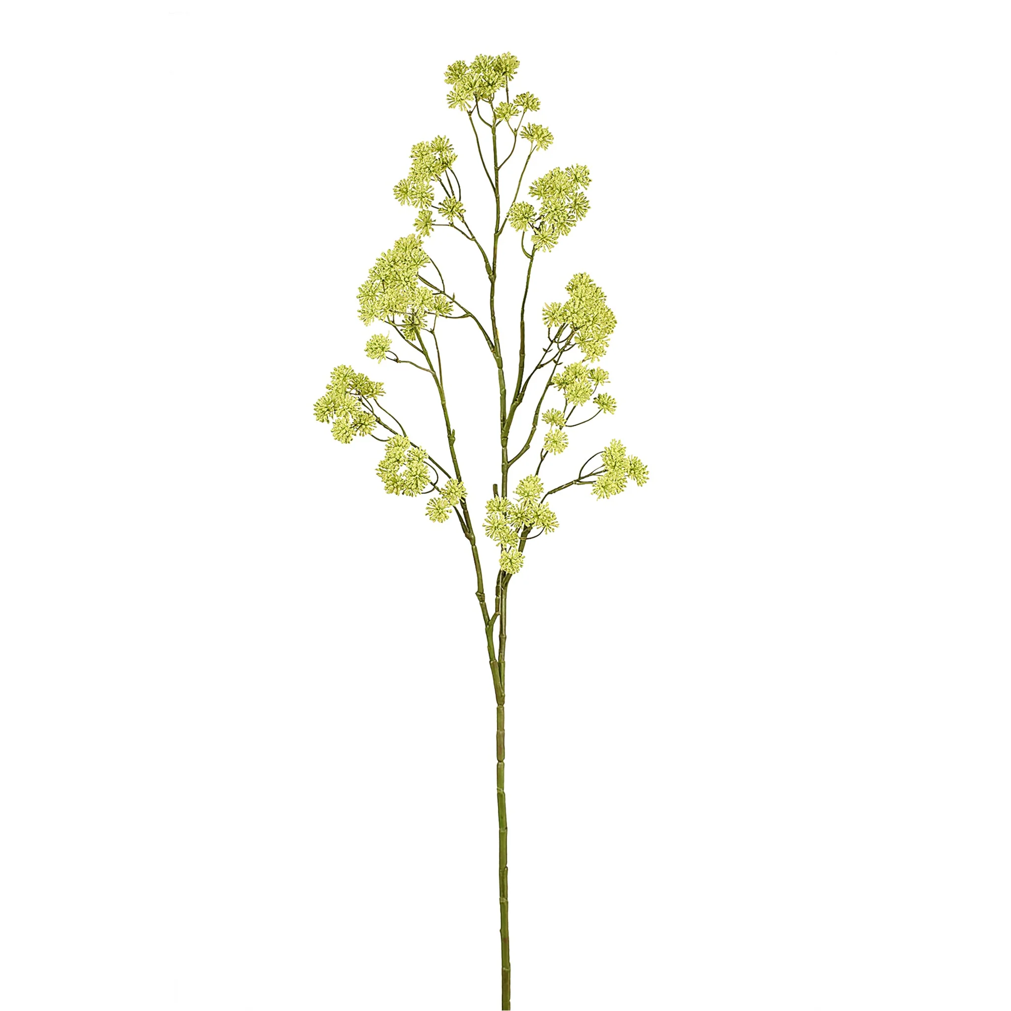Aralia - Image 2