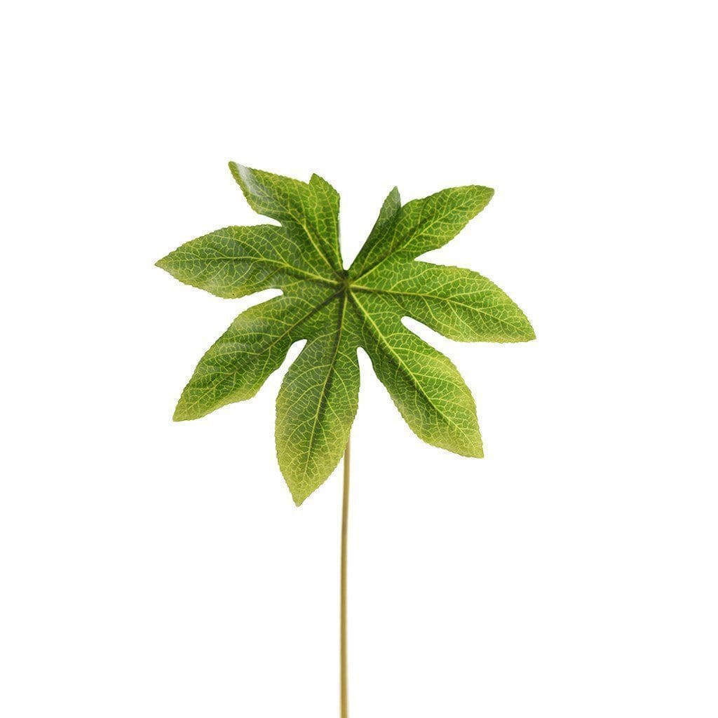 Aralia Leaf