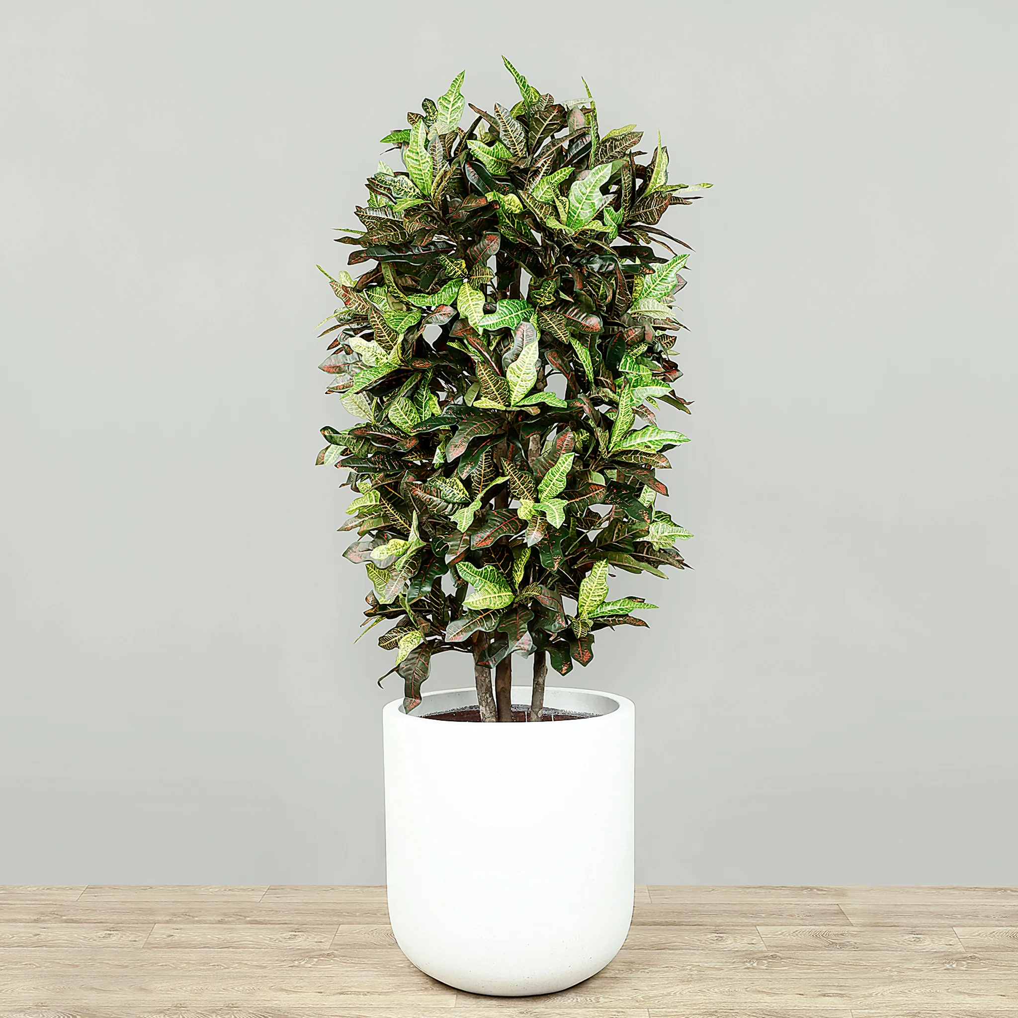 Artificial Croton Plant 150cm