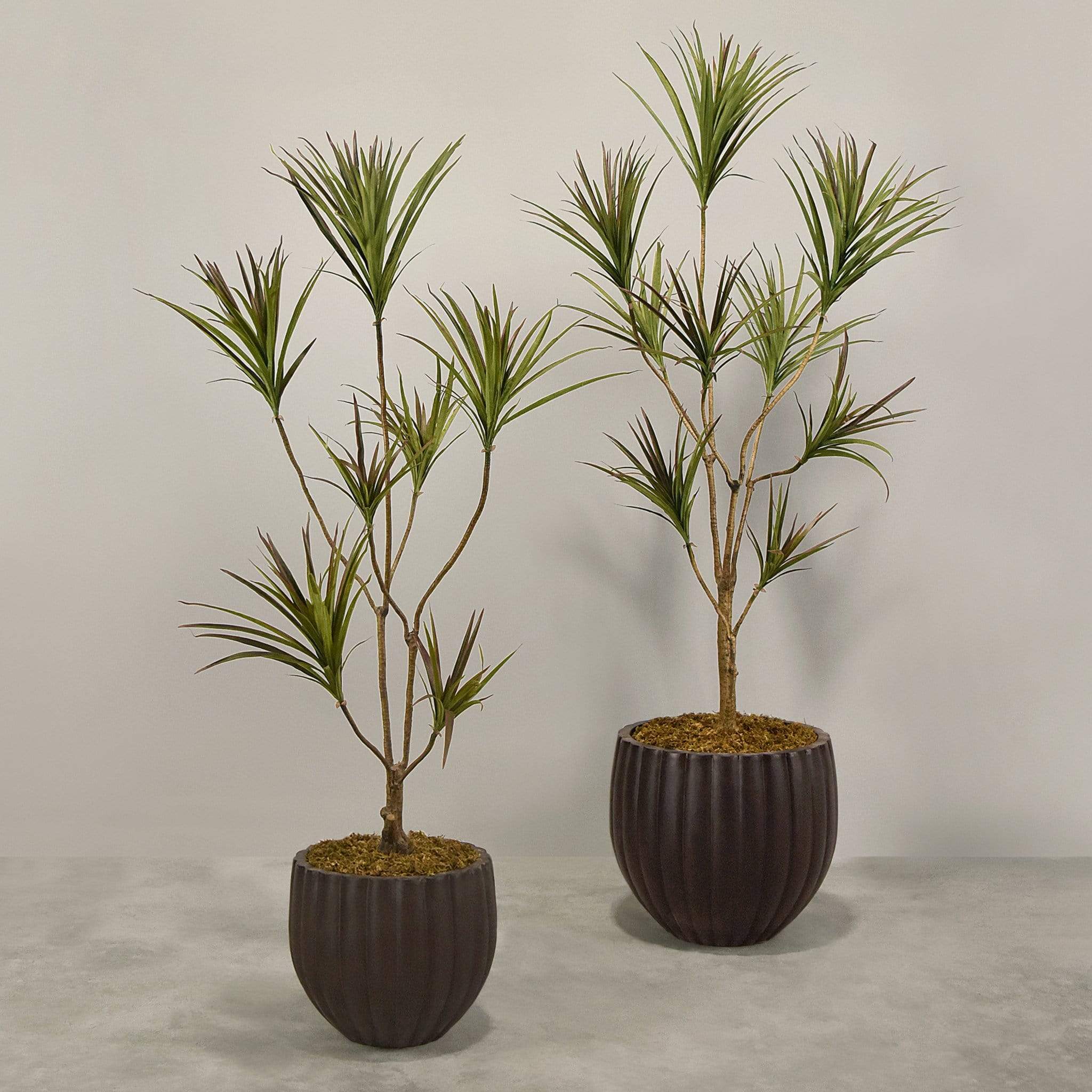 Artificial Draecena With Pot