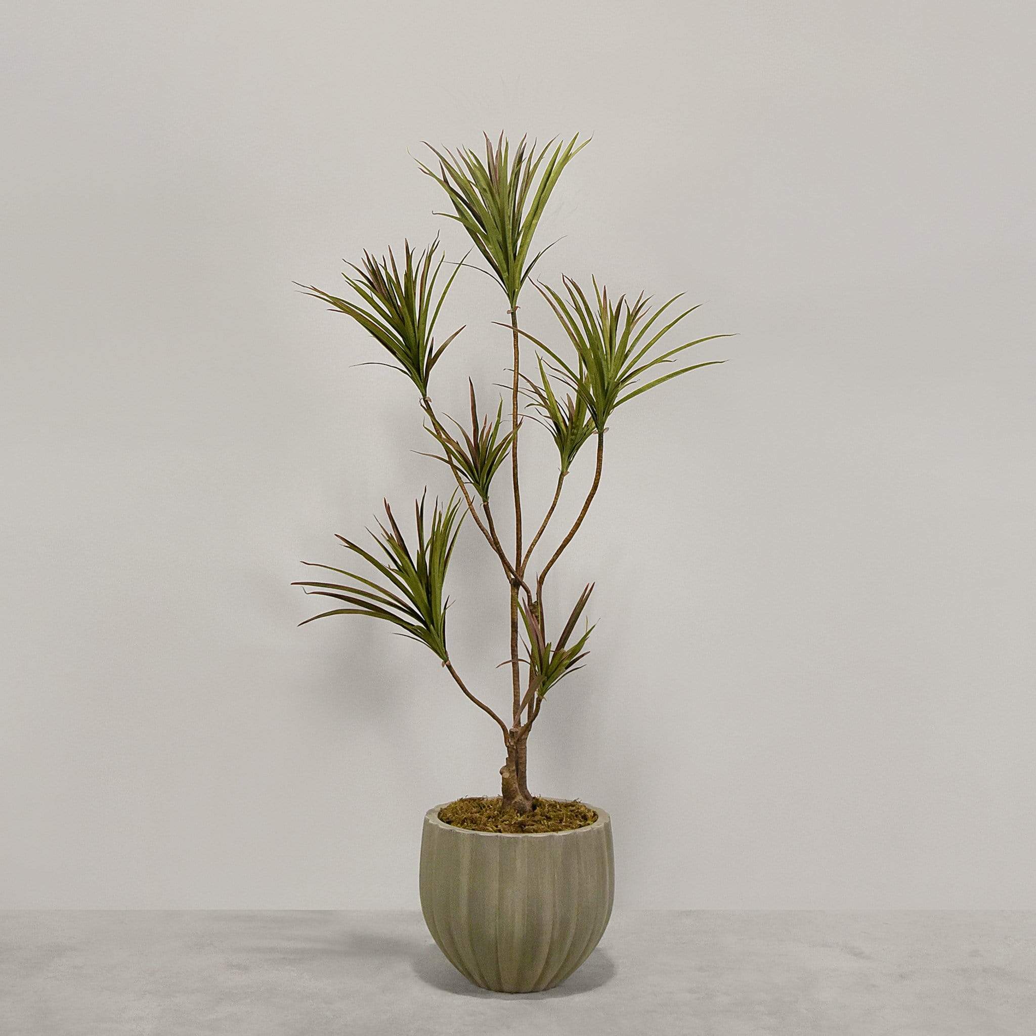 Artificial Draecena With Pot - Image 3