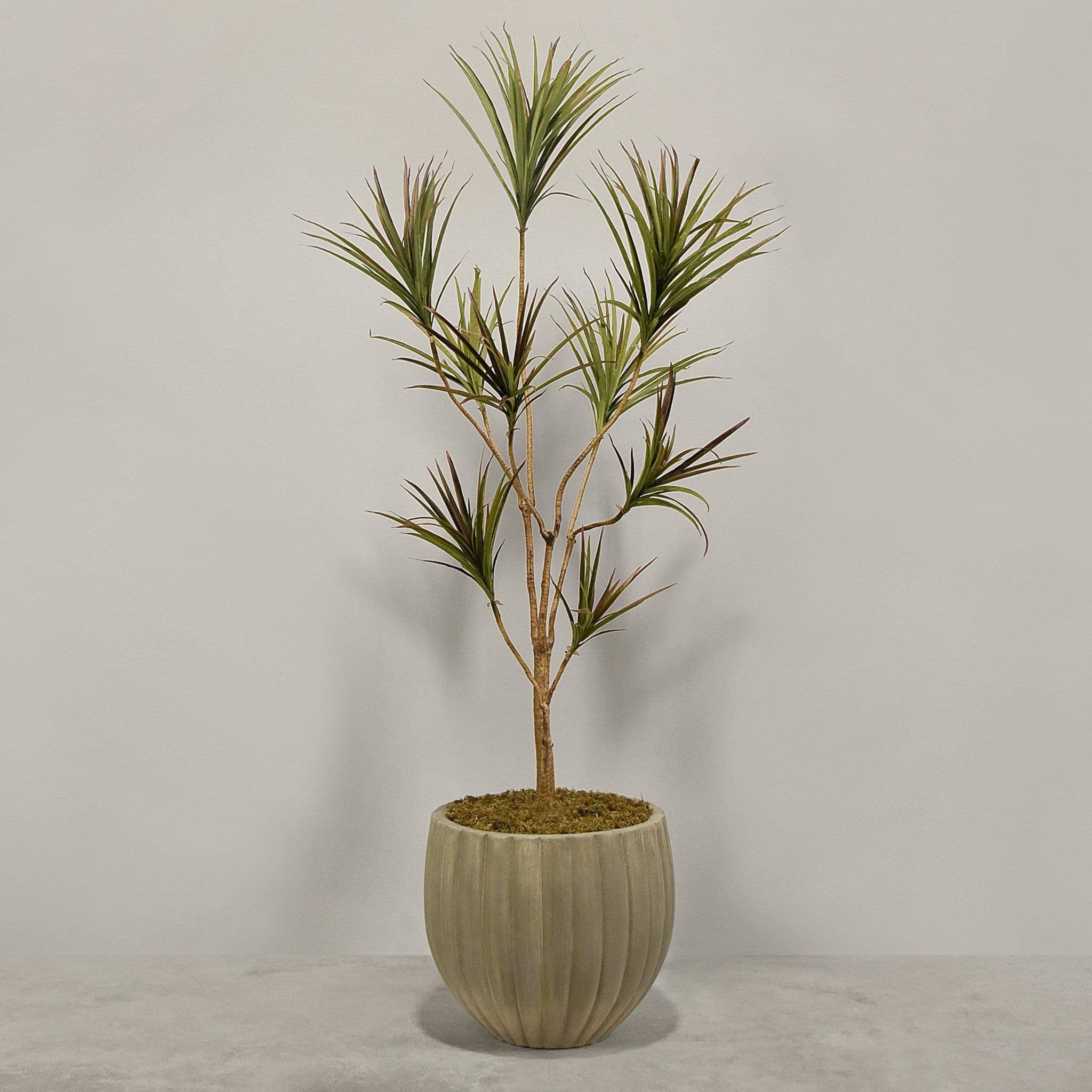 Artificial Draecena With Pot - Image 4