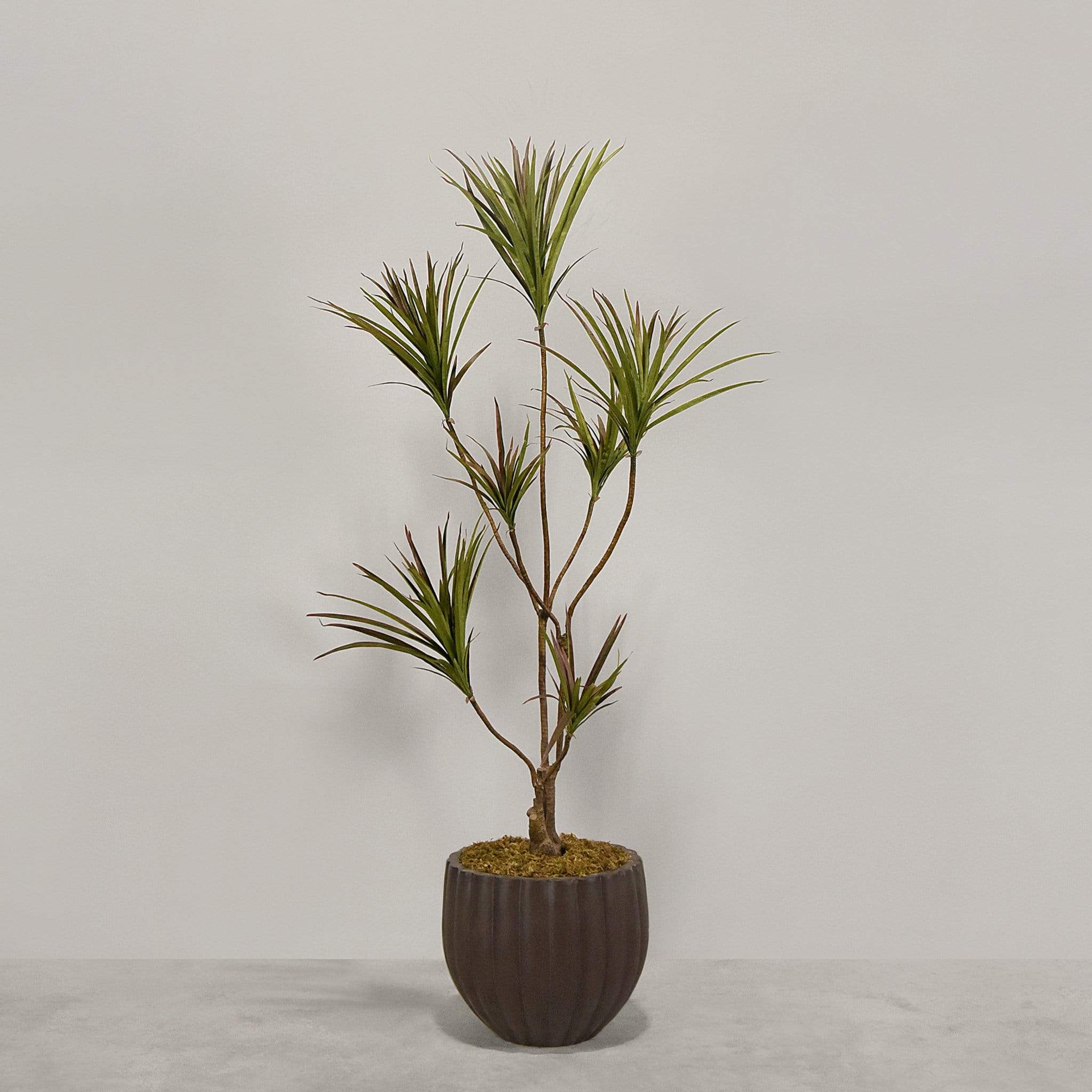 Artificial Draecena With Pot - Image 5