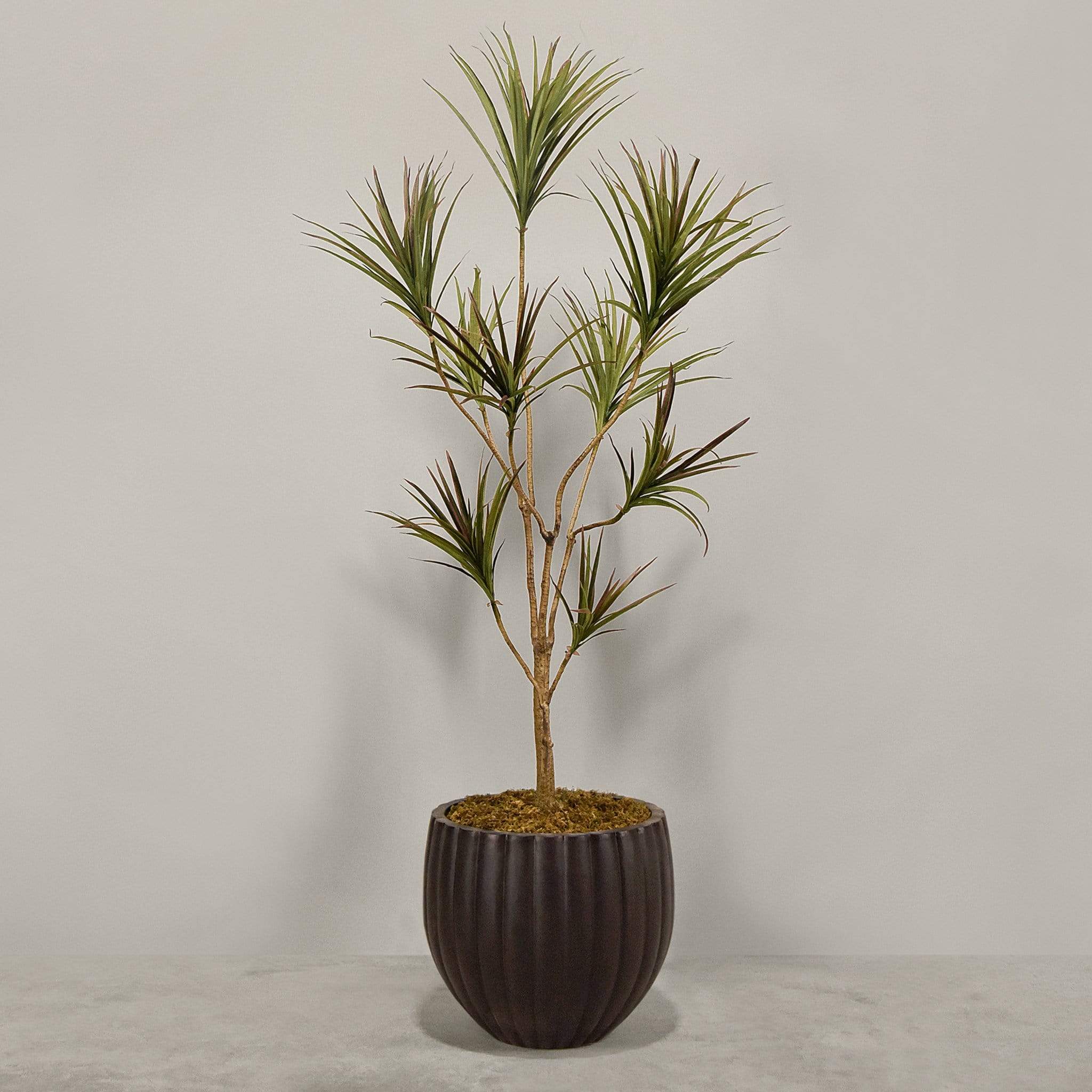 Artificial Draecena With Pot - Image 6