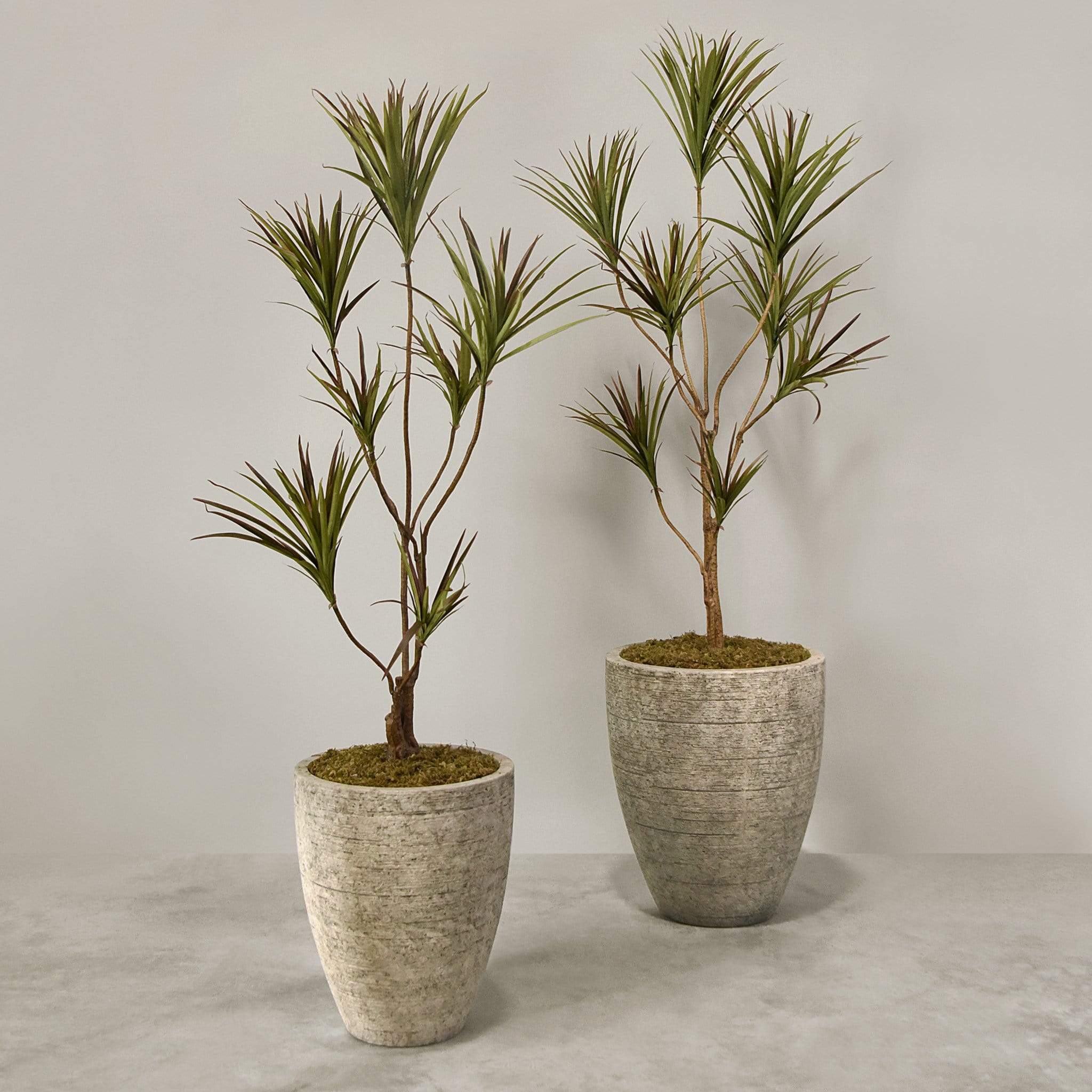 Artificial Draecena With Pot