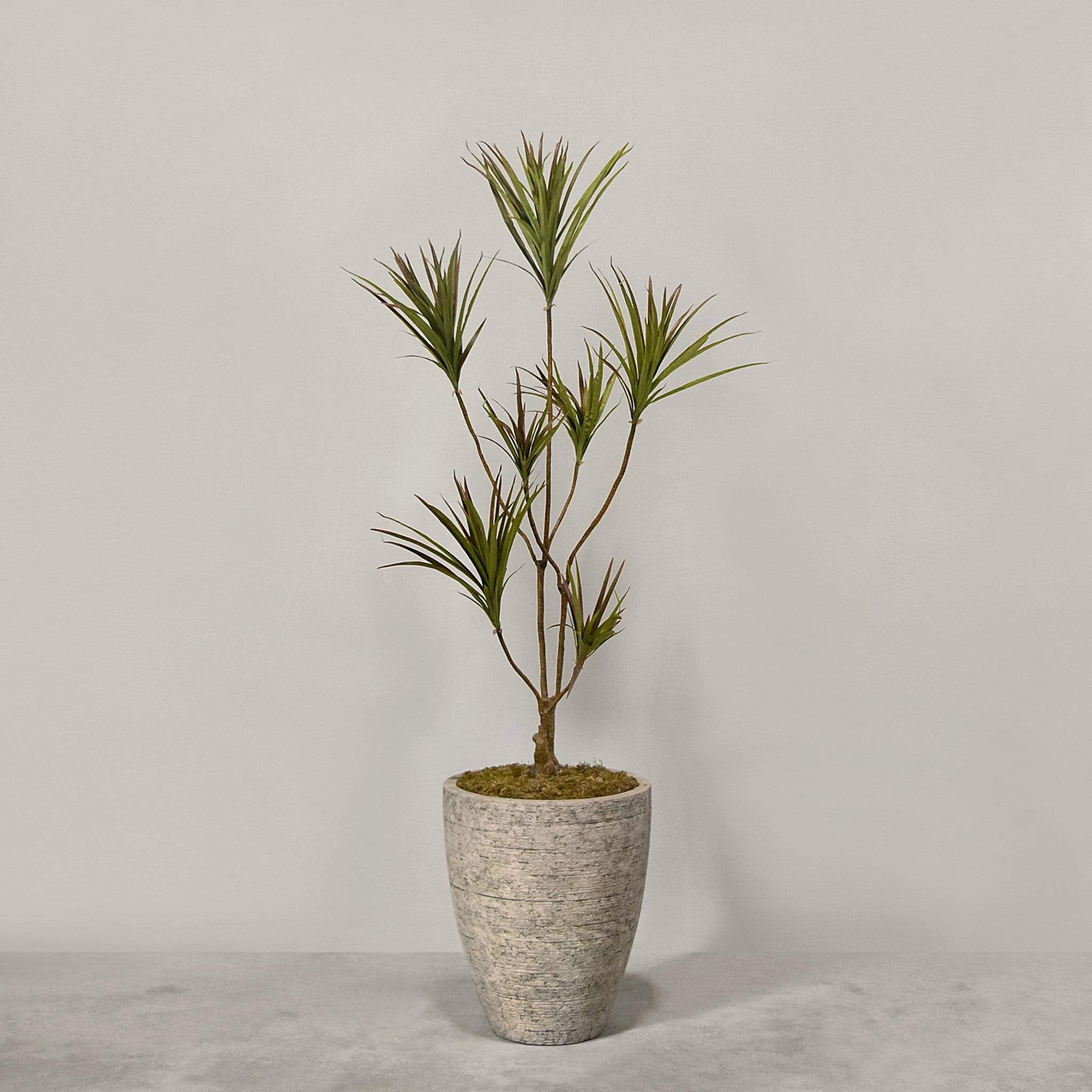 Artificial Draecena With Pot - Image 2