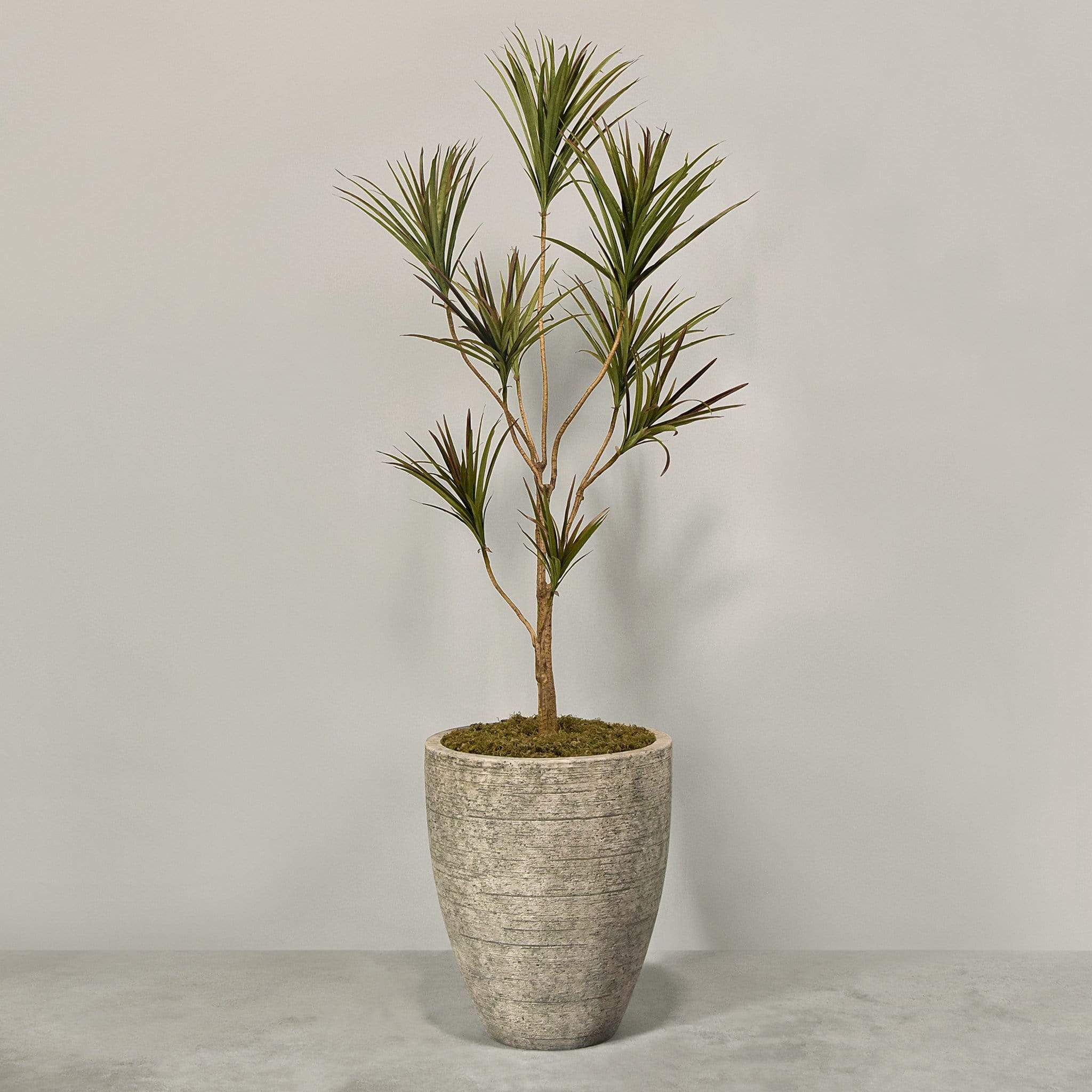 Artificial Draecena With Pot - Image 3