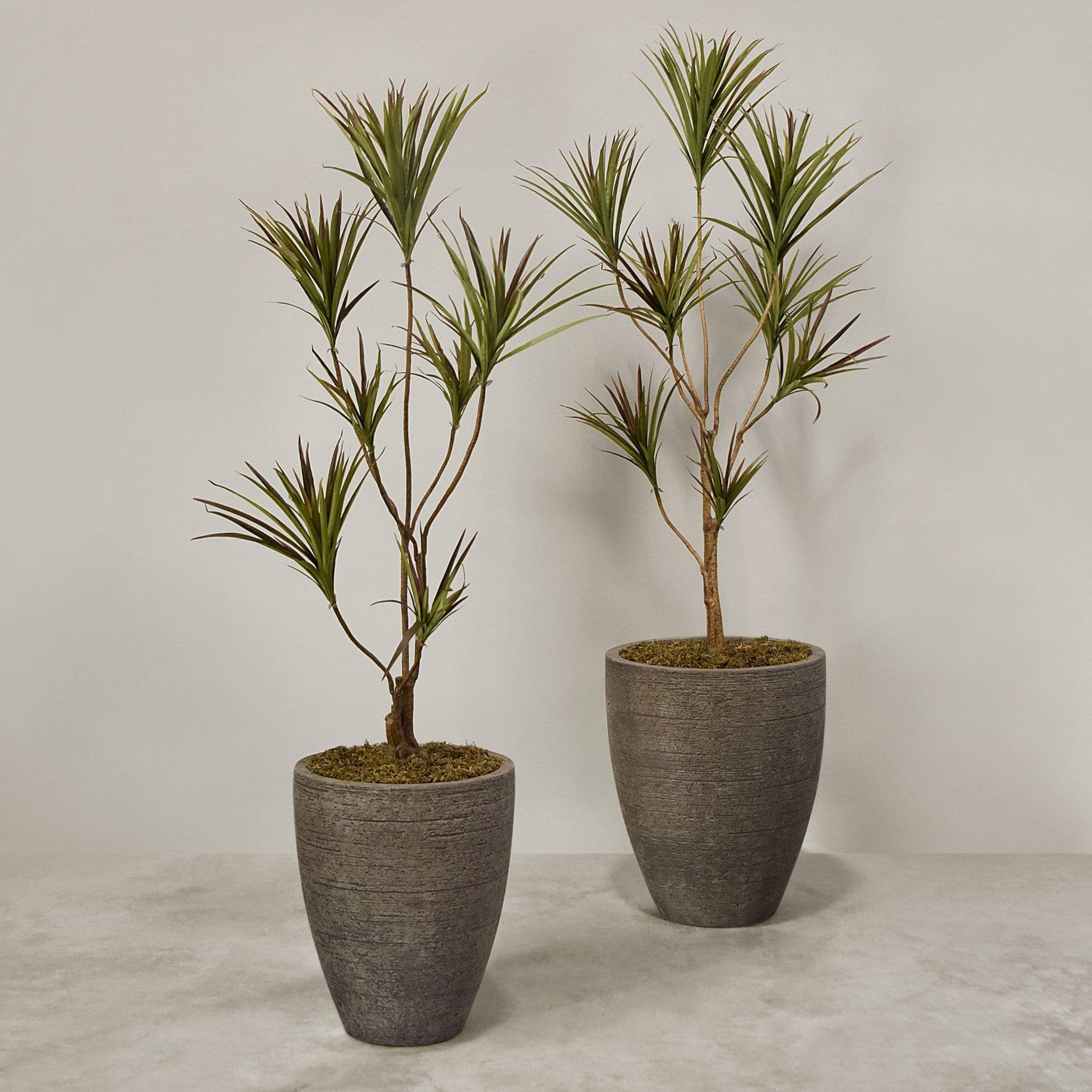 Artificial Draecena With Pot - Image 4