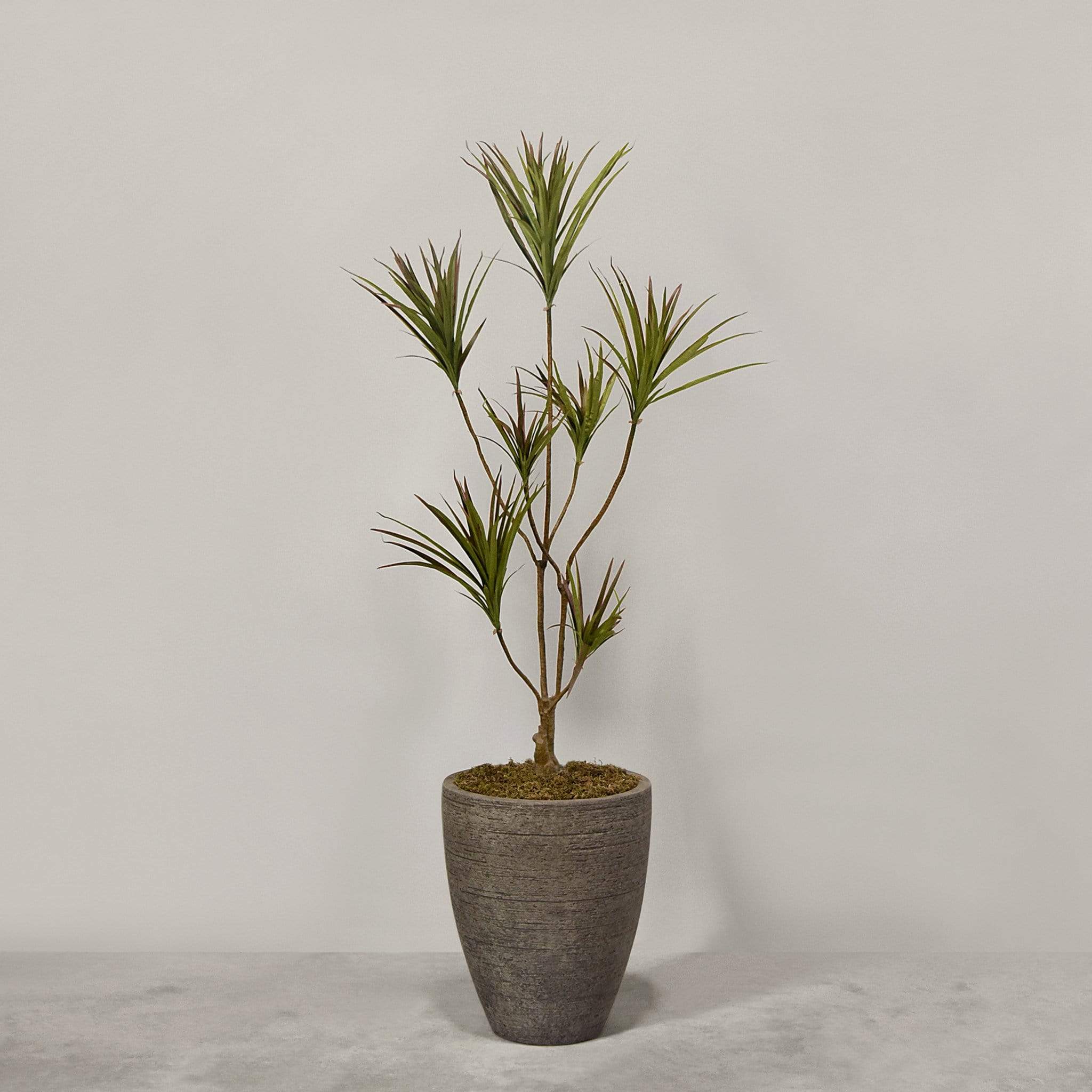 Artificial Draecena With Pot - Image 5