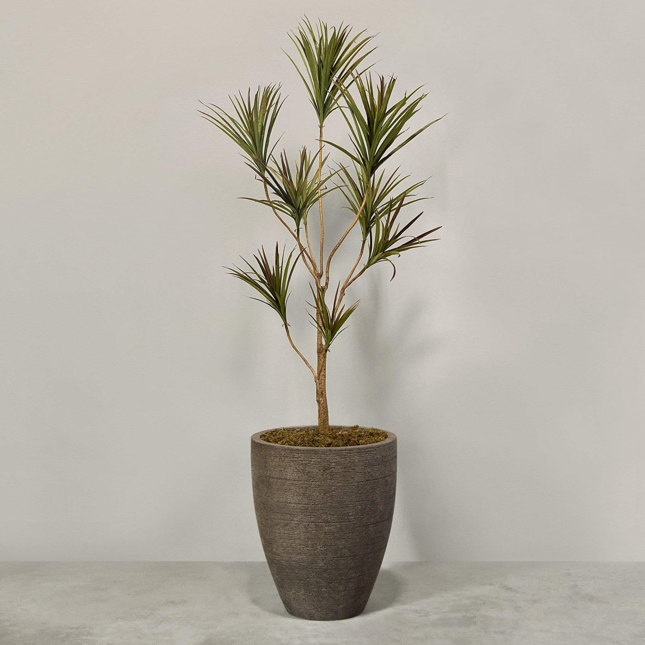 Artificial Draecena With Pot - Image 6