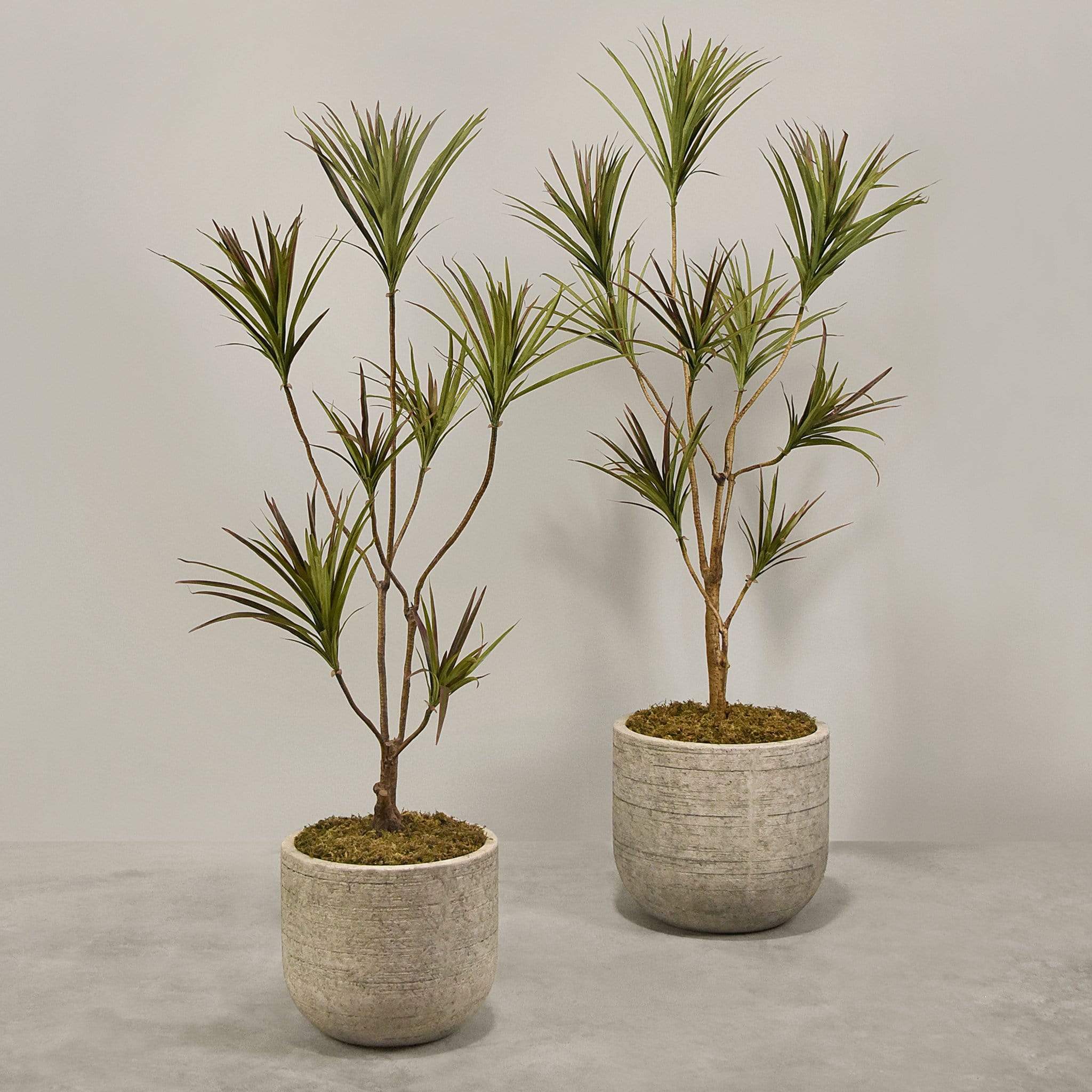 Artificial Draecena With Pot
