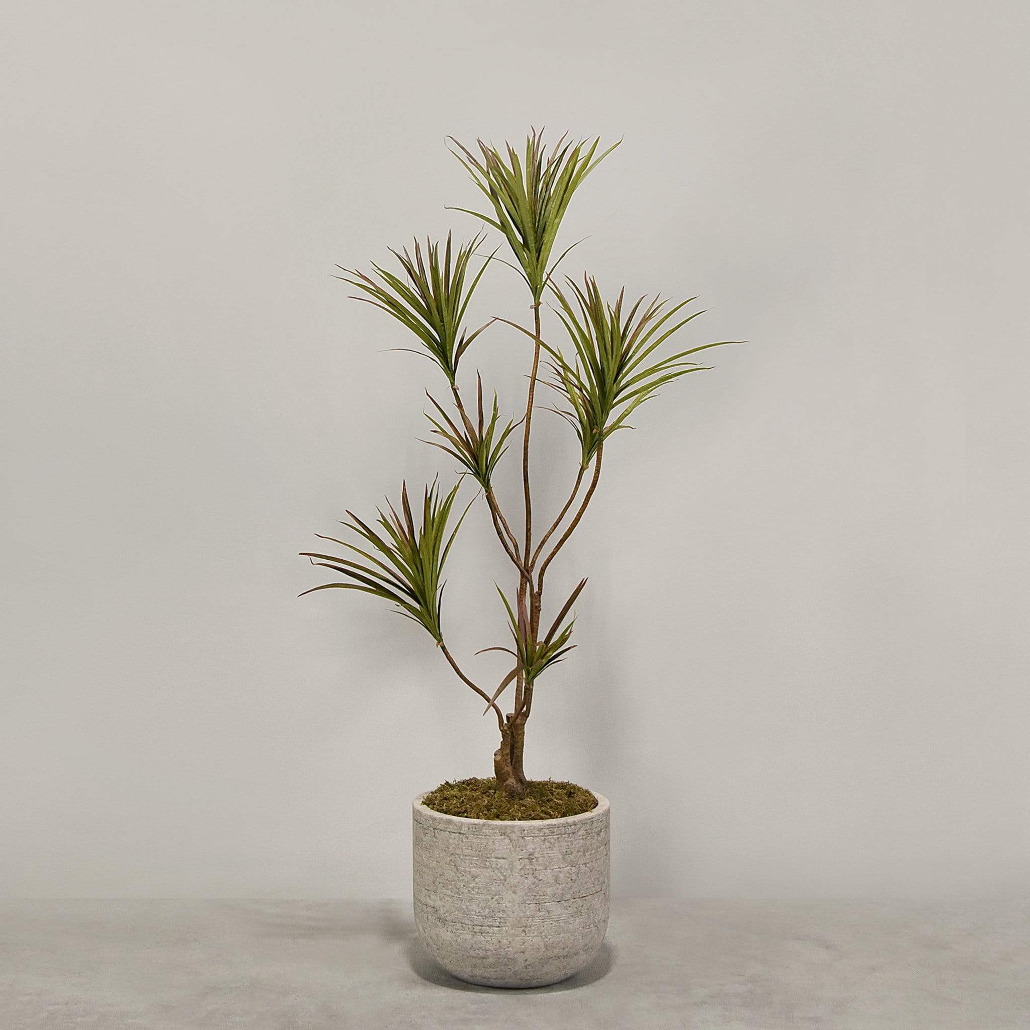 Artificial Draecena With Pot - Image 2