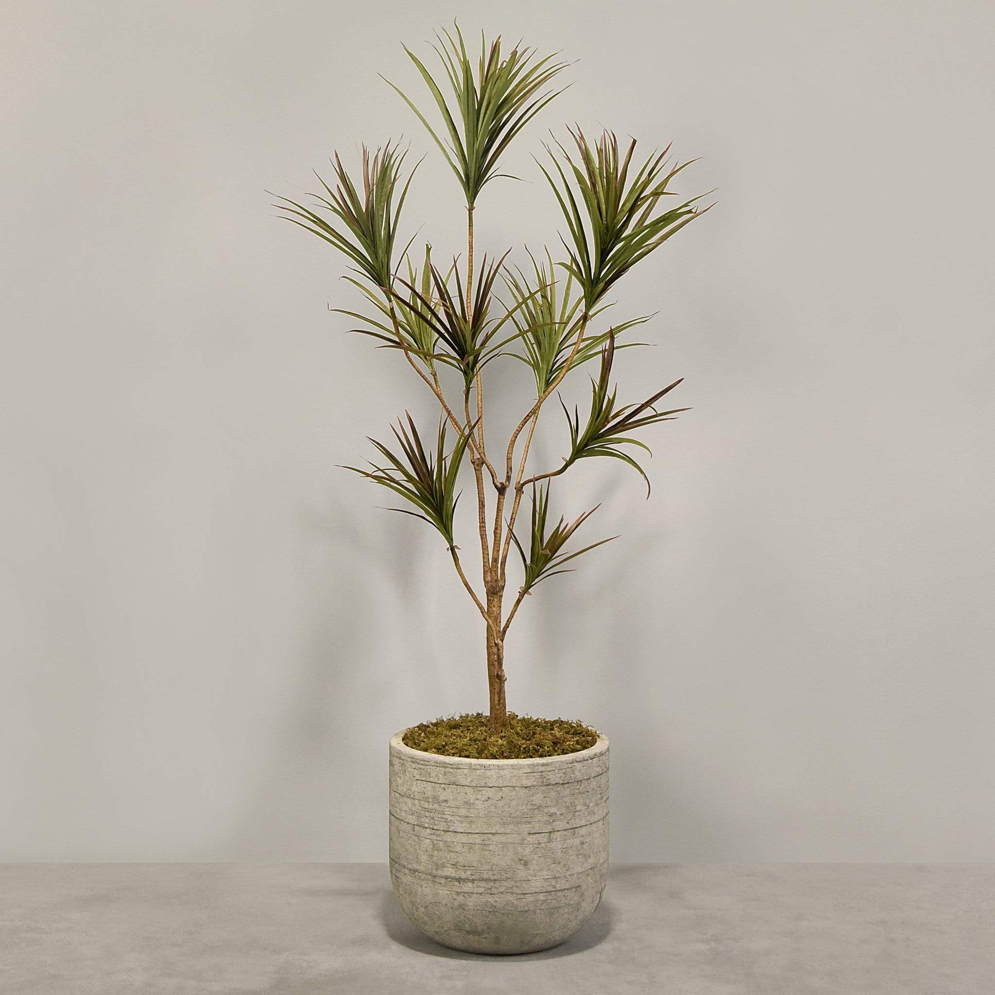 Artificial Draecena With Pot - Image 3