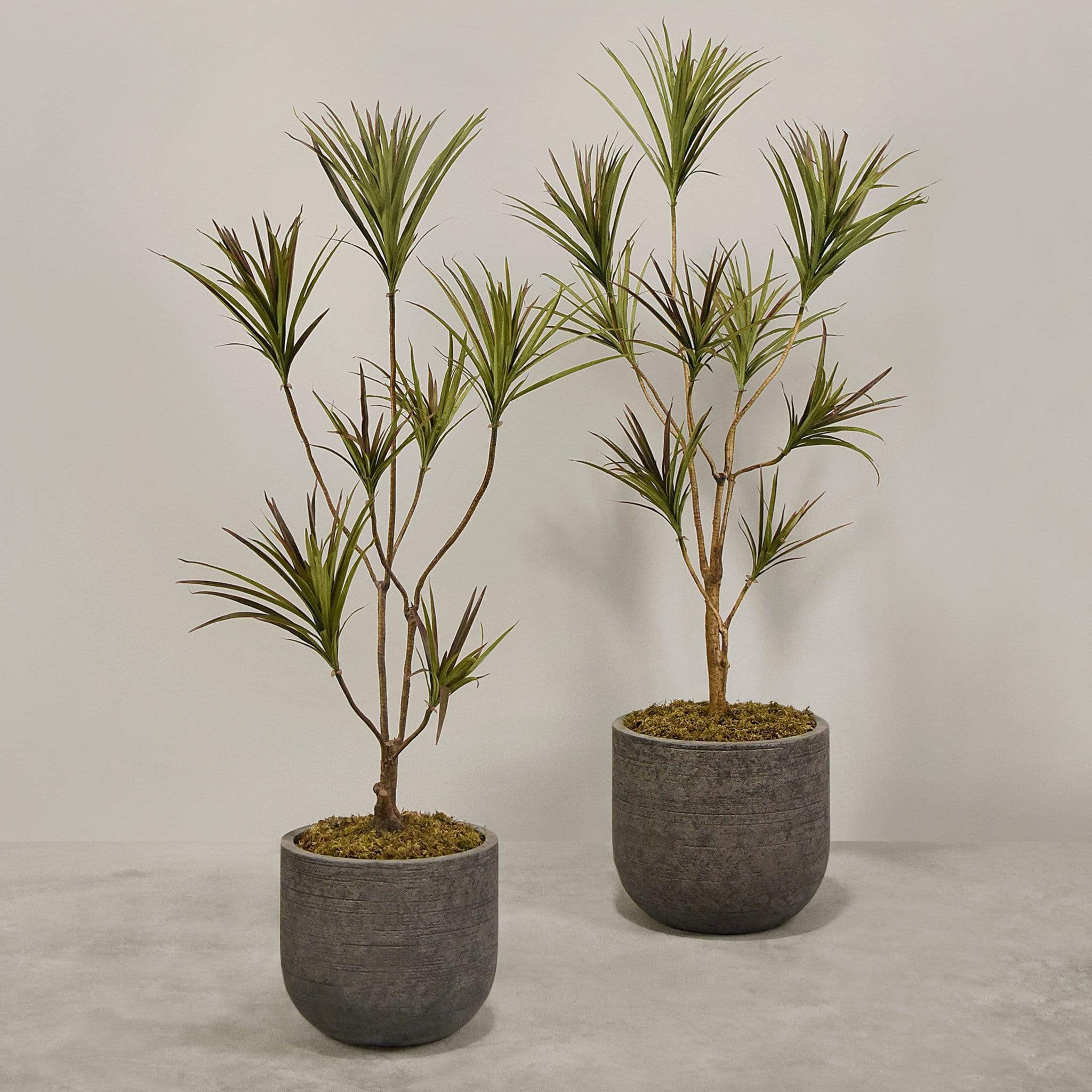 Artificial Draecena With Pot - Image 4