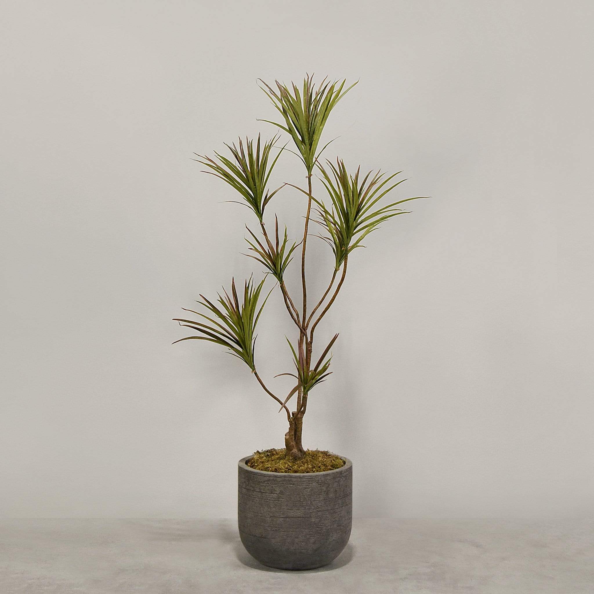 Artificial Draecena With Pot - Image 5