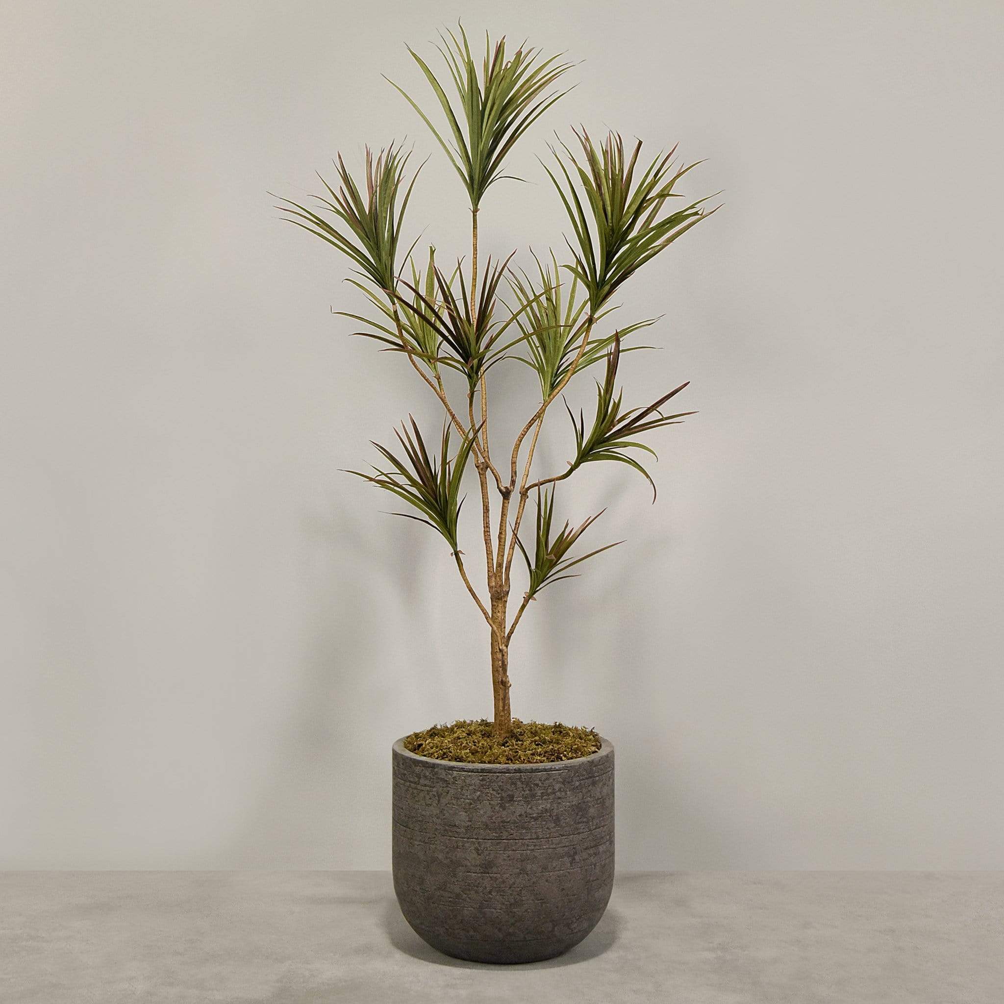 Artificial Draecena With Pot - Image 6