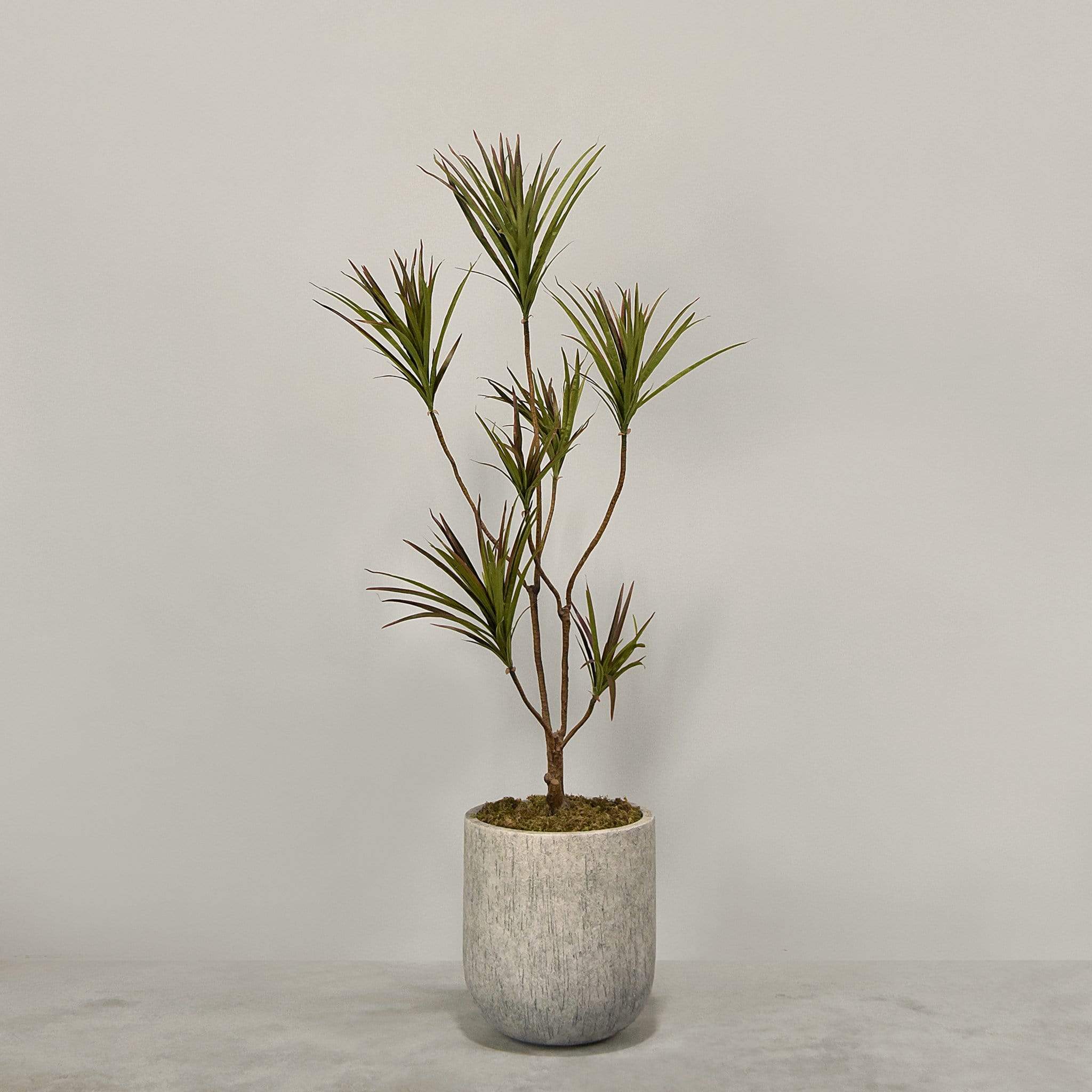Artificial Draecena With Pot - Image 2
