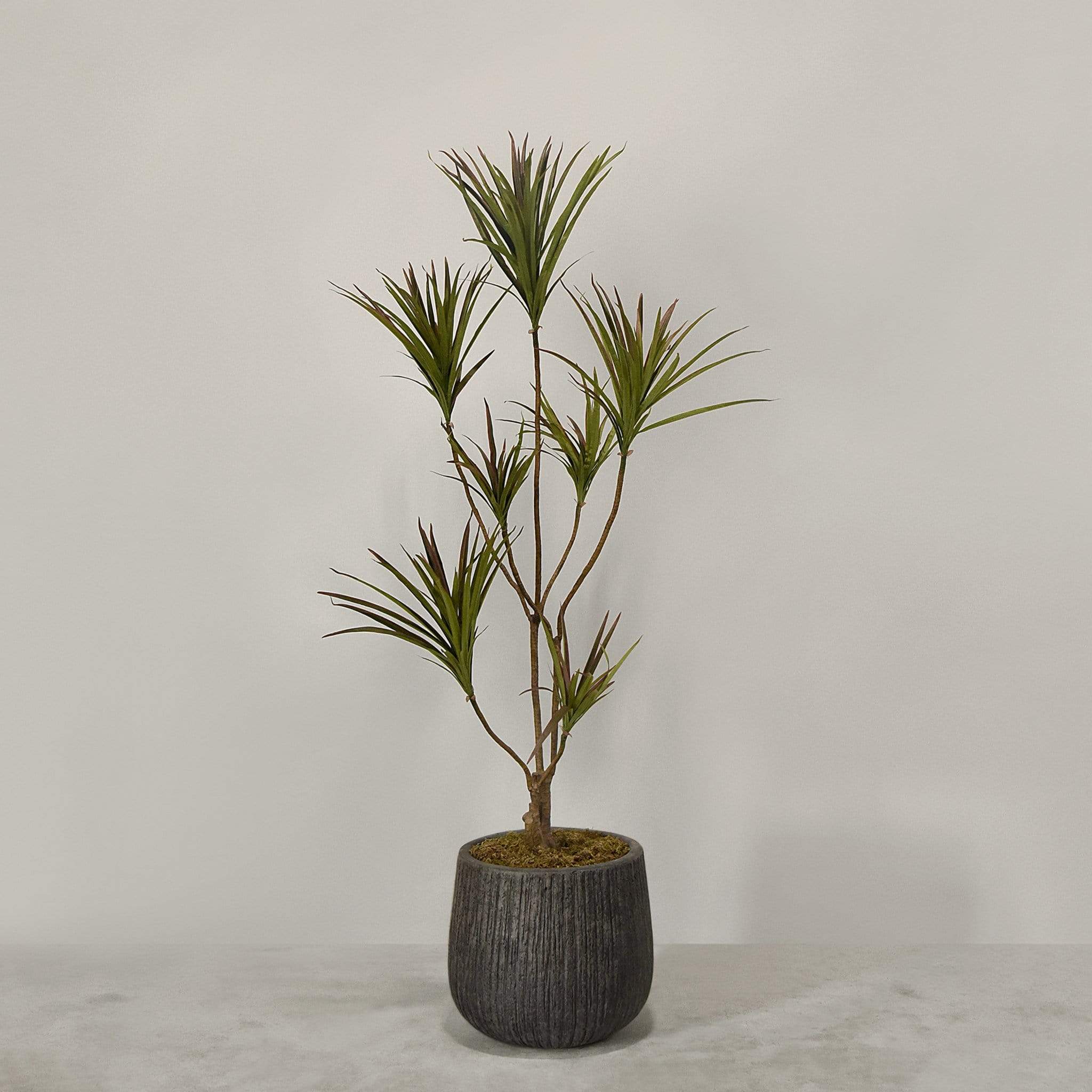 Artificial Draecena With Pot - Image 2