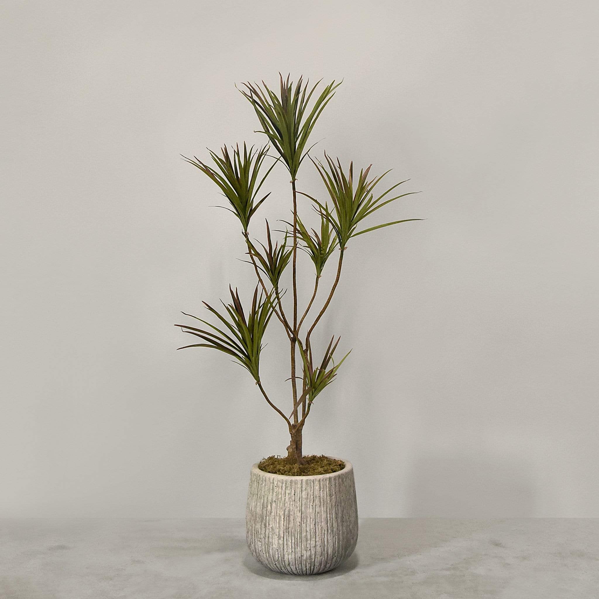 Artificial Draecena With Pot - Image 5