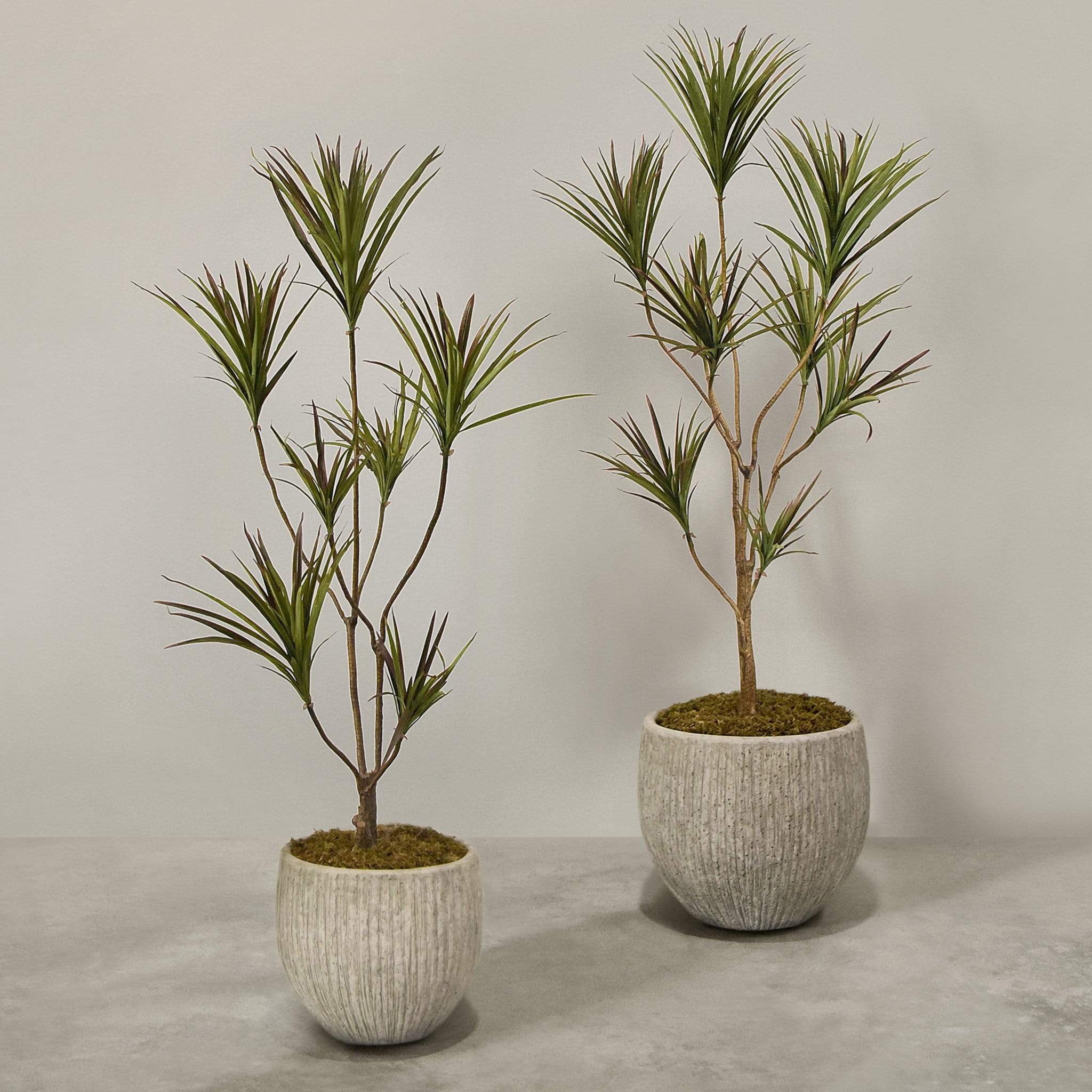 Artificial Draecena With Pot
