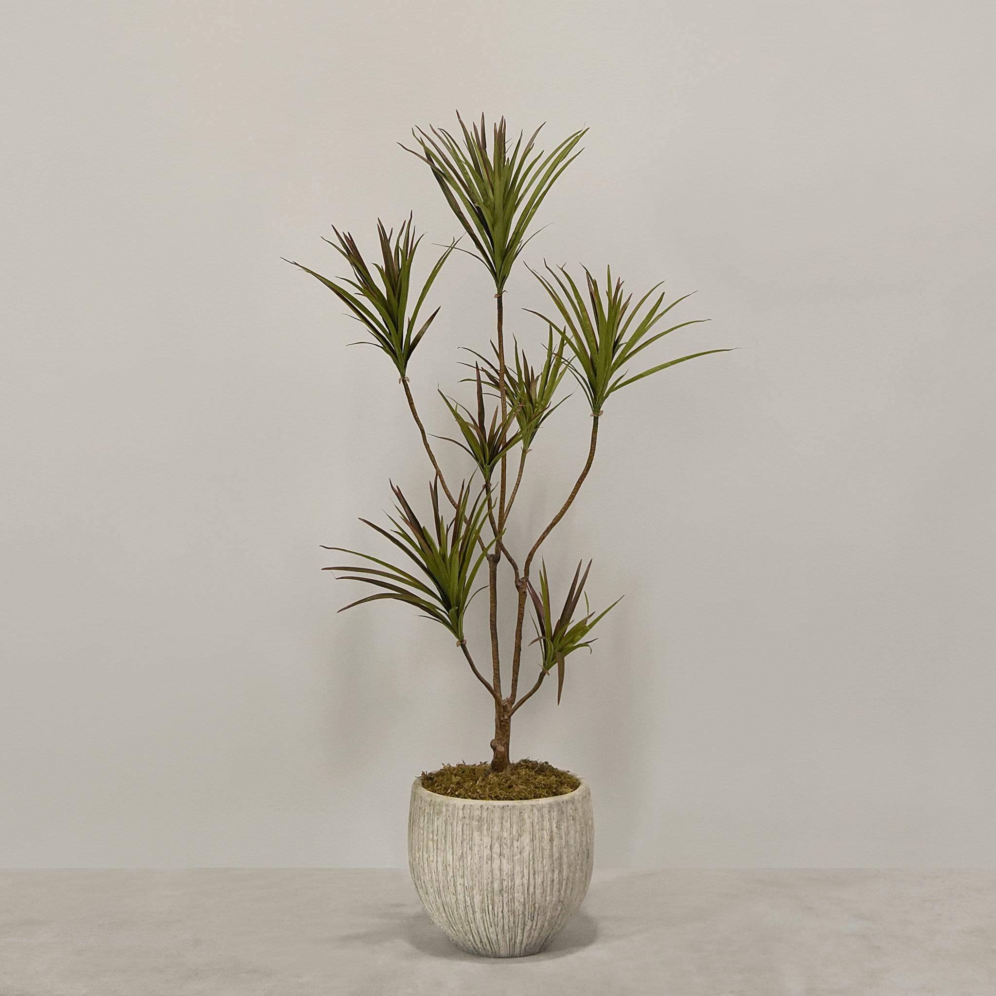 Artificial Draecena With Pot - Image 2