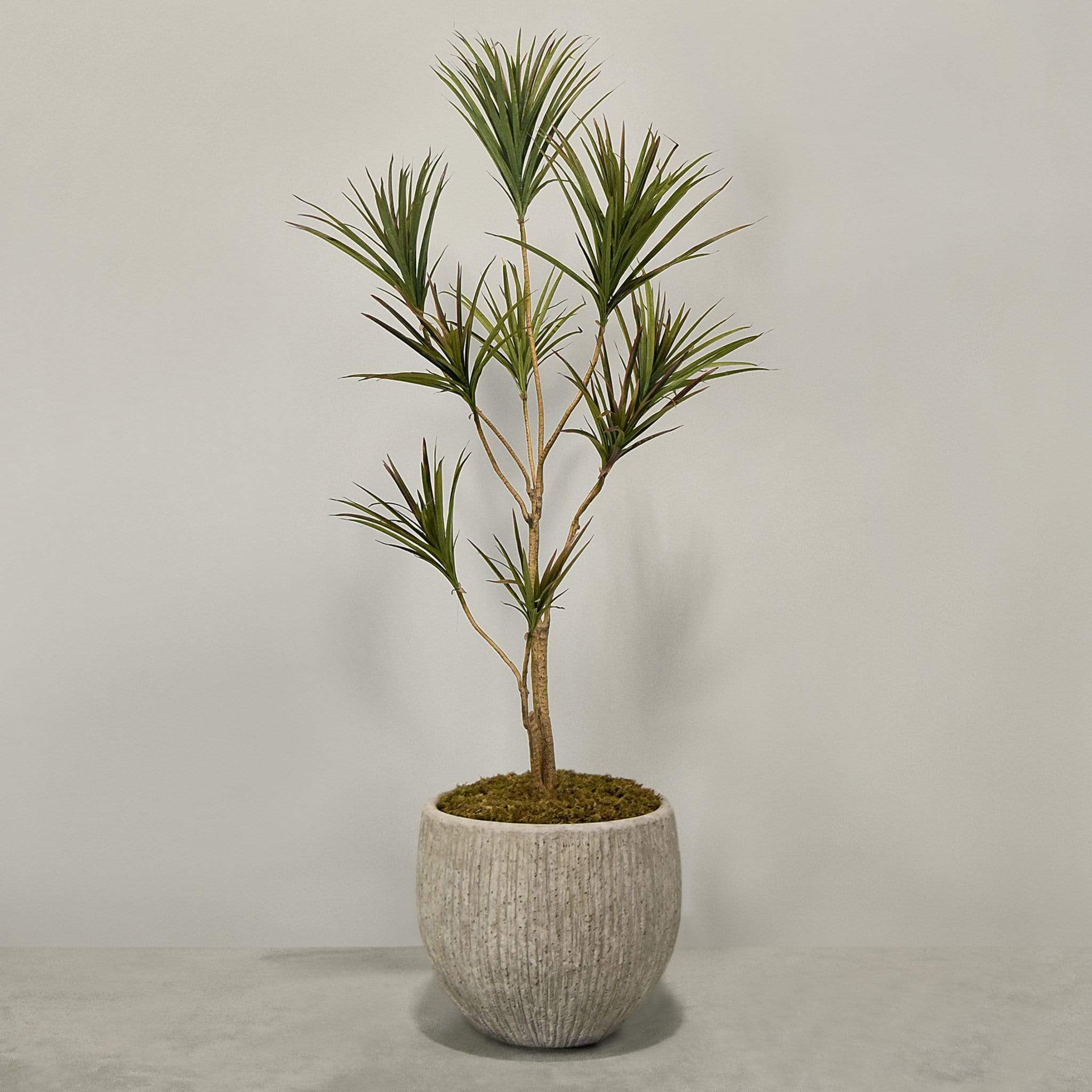 Artificial Draecena With Pot - Image 3
