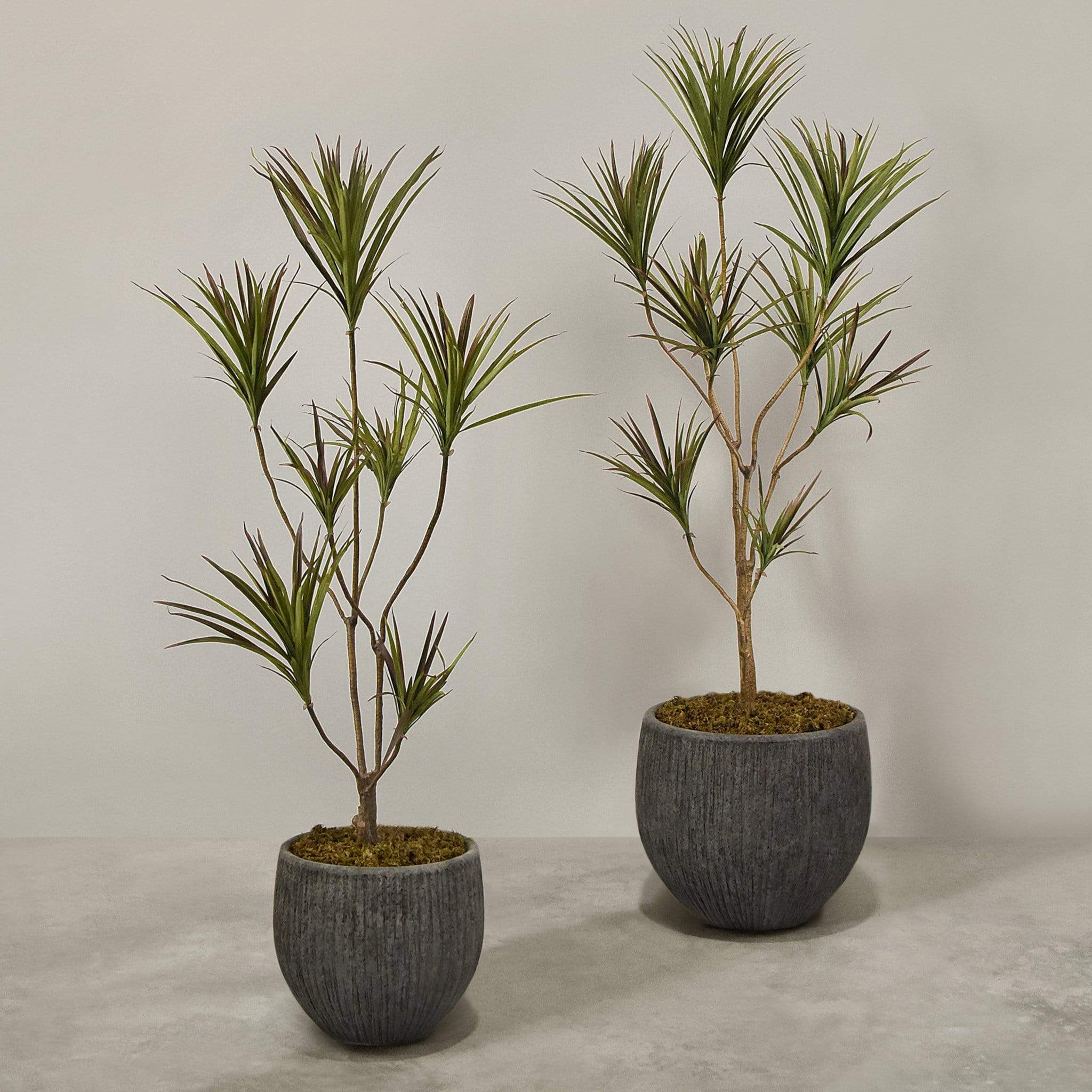 Artificial Draecena With Pot - Image 4