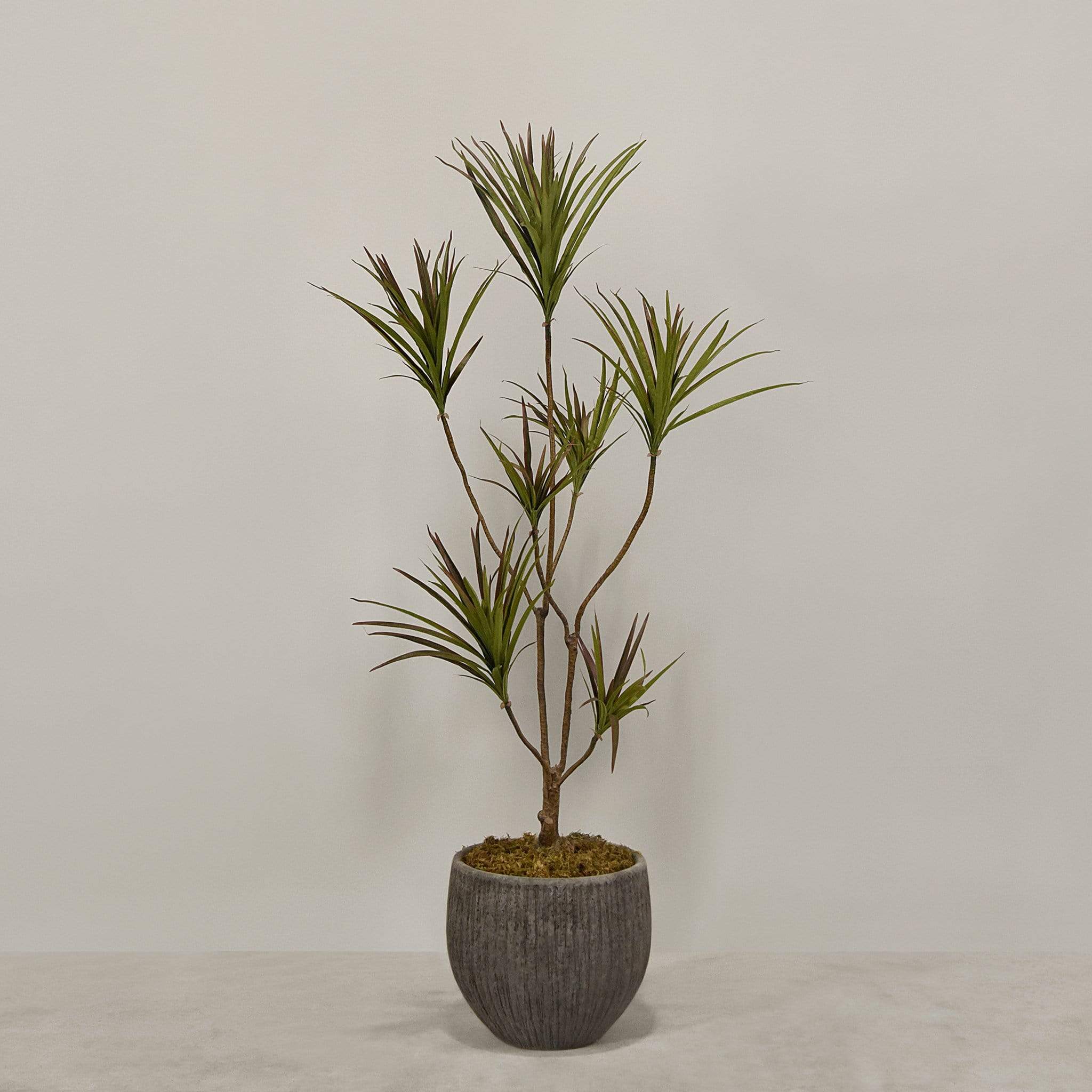 Artificial Draecena With Pot - Image 5