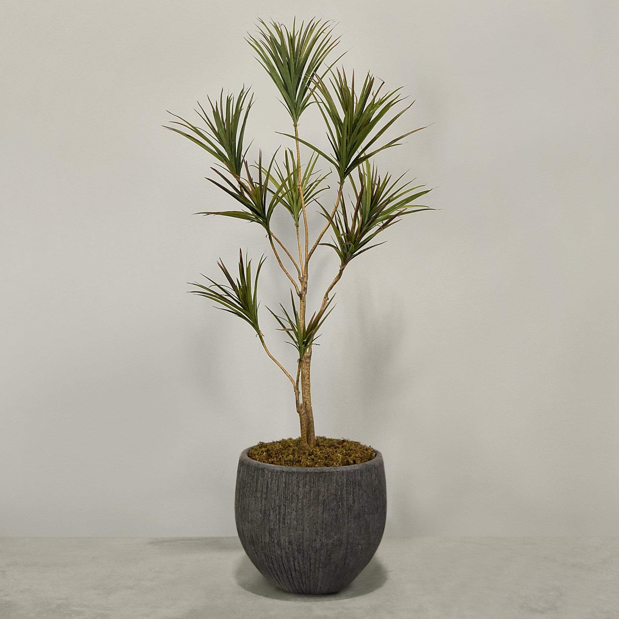 Artificial Draecena With Pot - Image 6