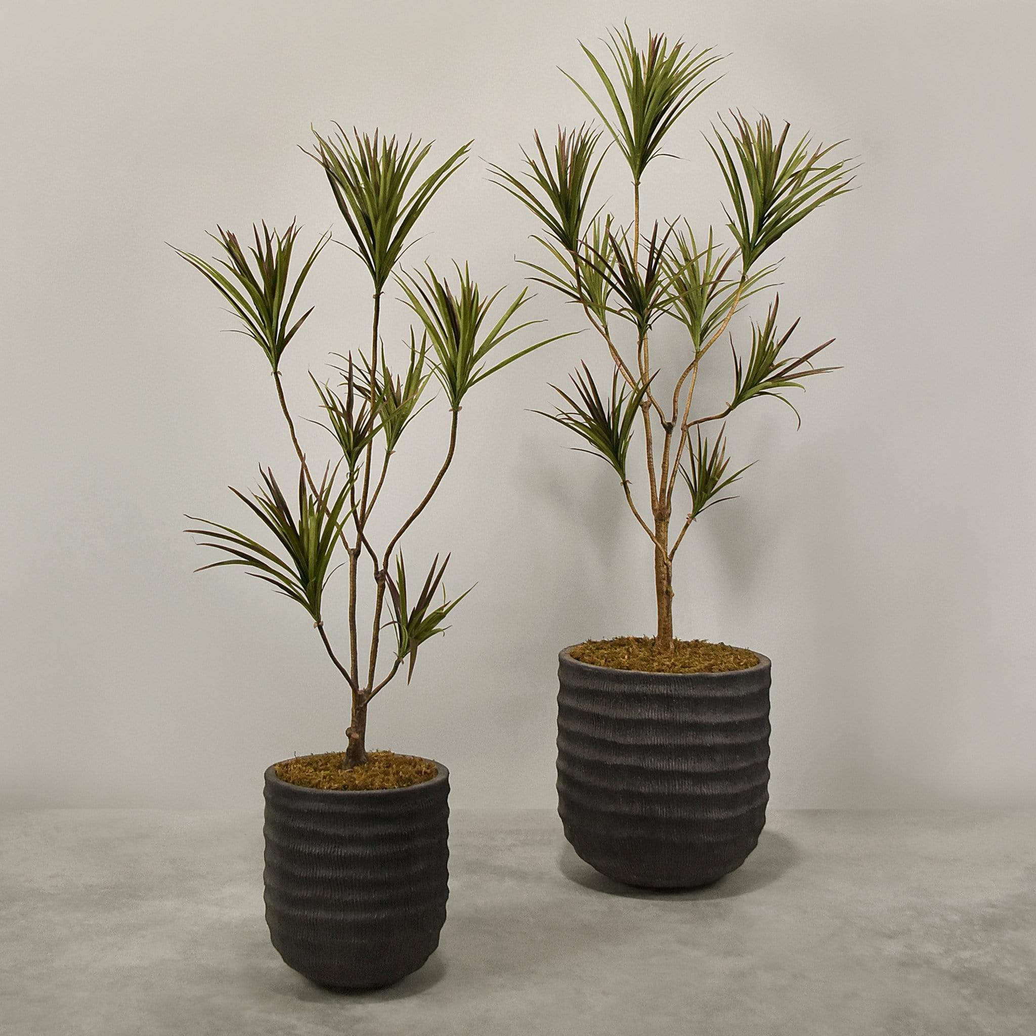 Artificial Draecena With Pot
