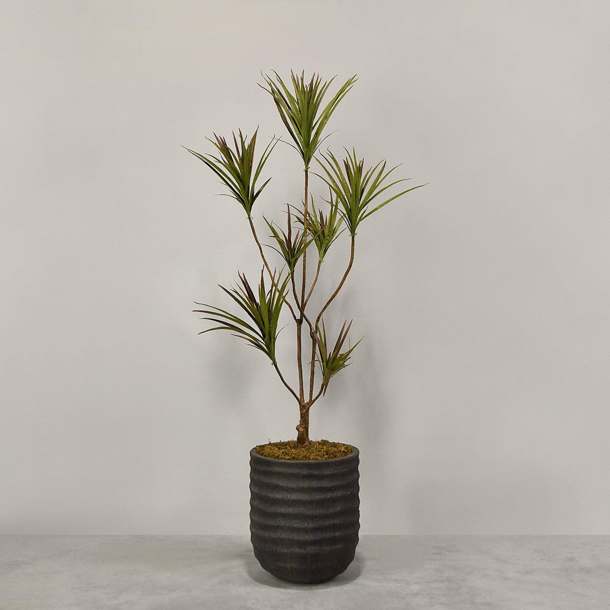 Artificial Draecena With Pot - Image 2