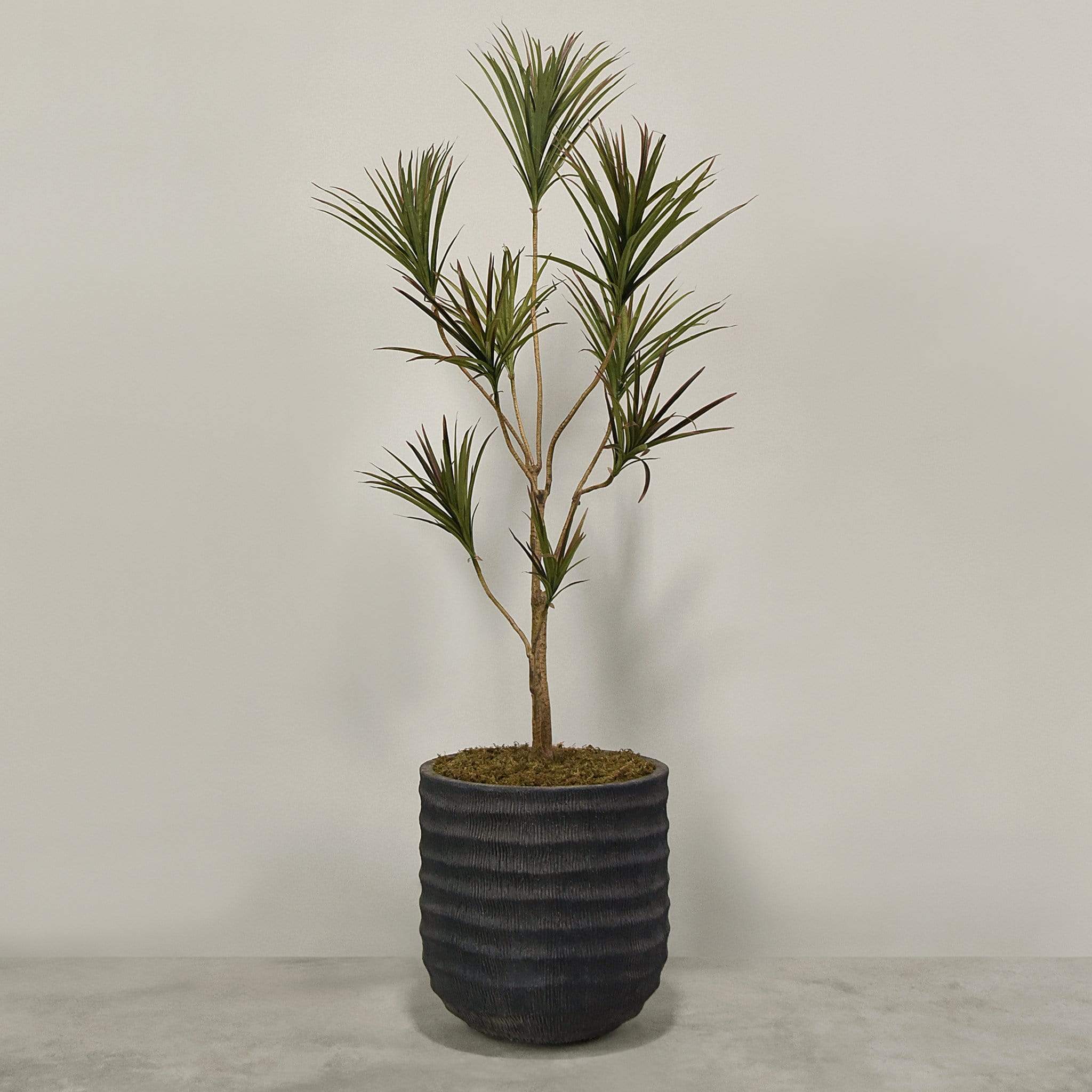 Artificial Draecena With Pot - Image 3