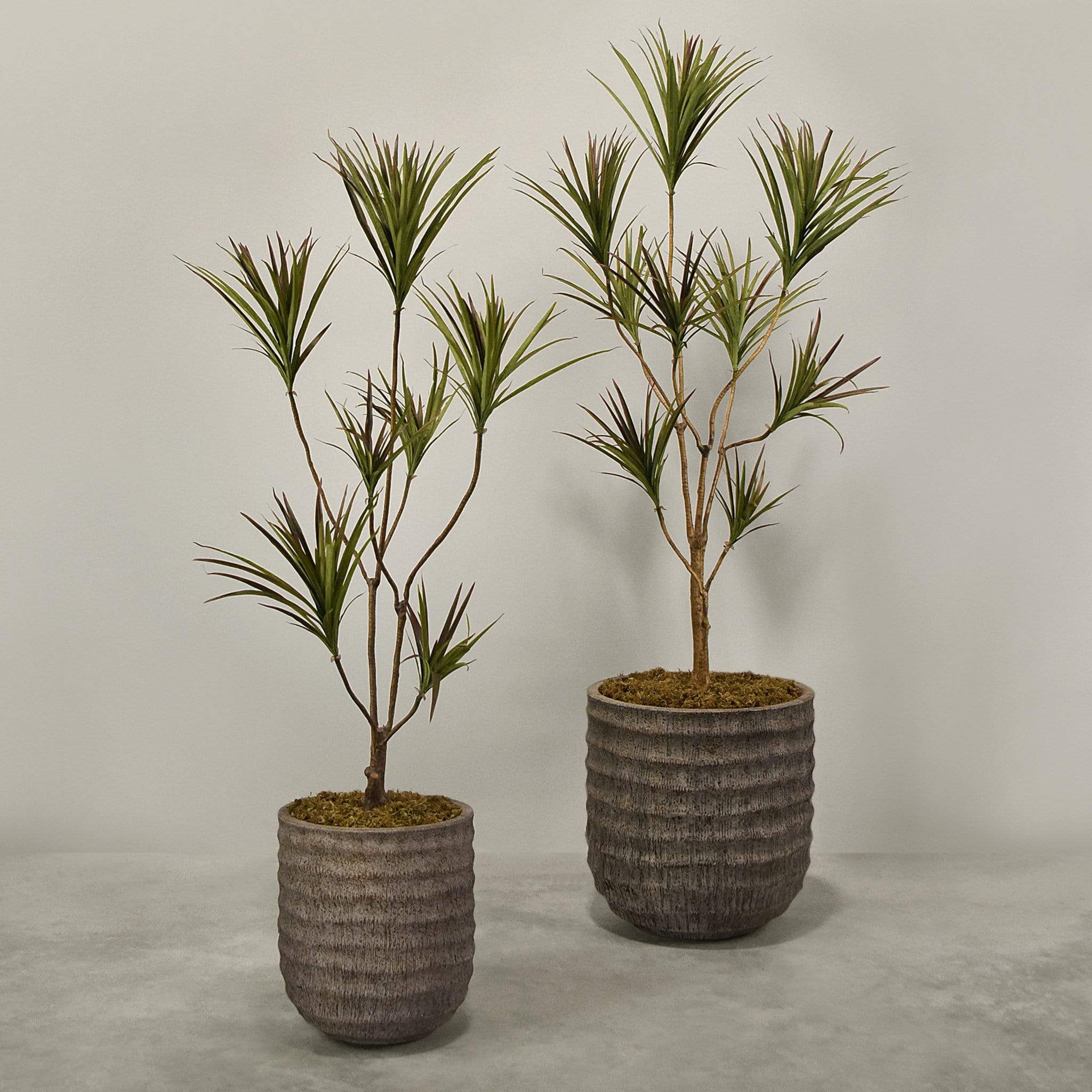 Artificial Draecena With Pot - Image 4