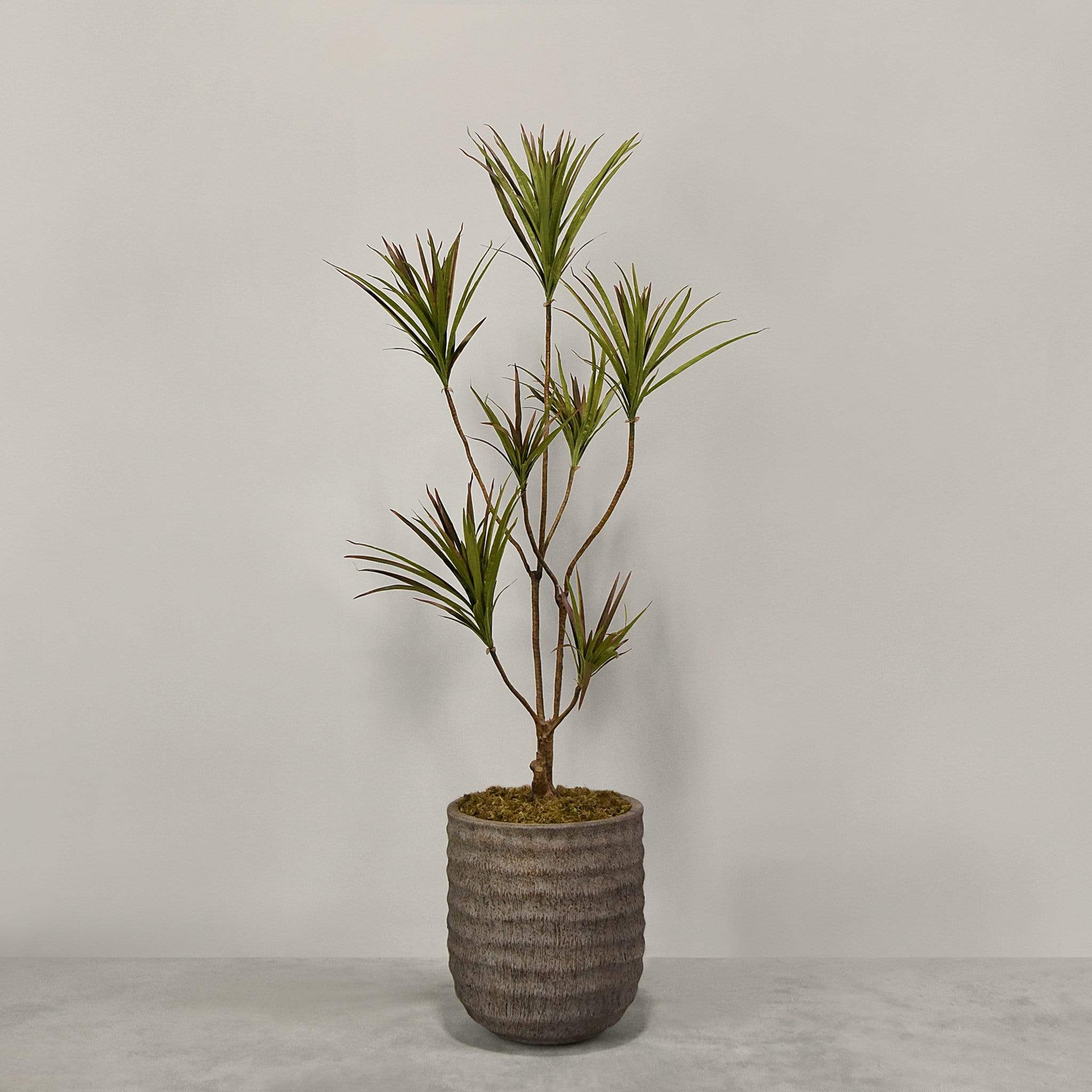 Artificial Draecena With Pot - Image 5