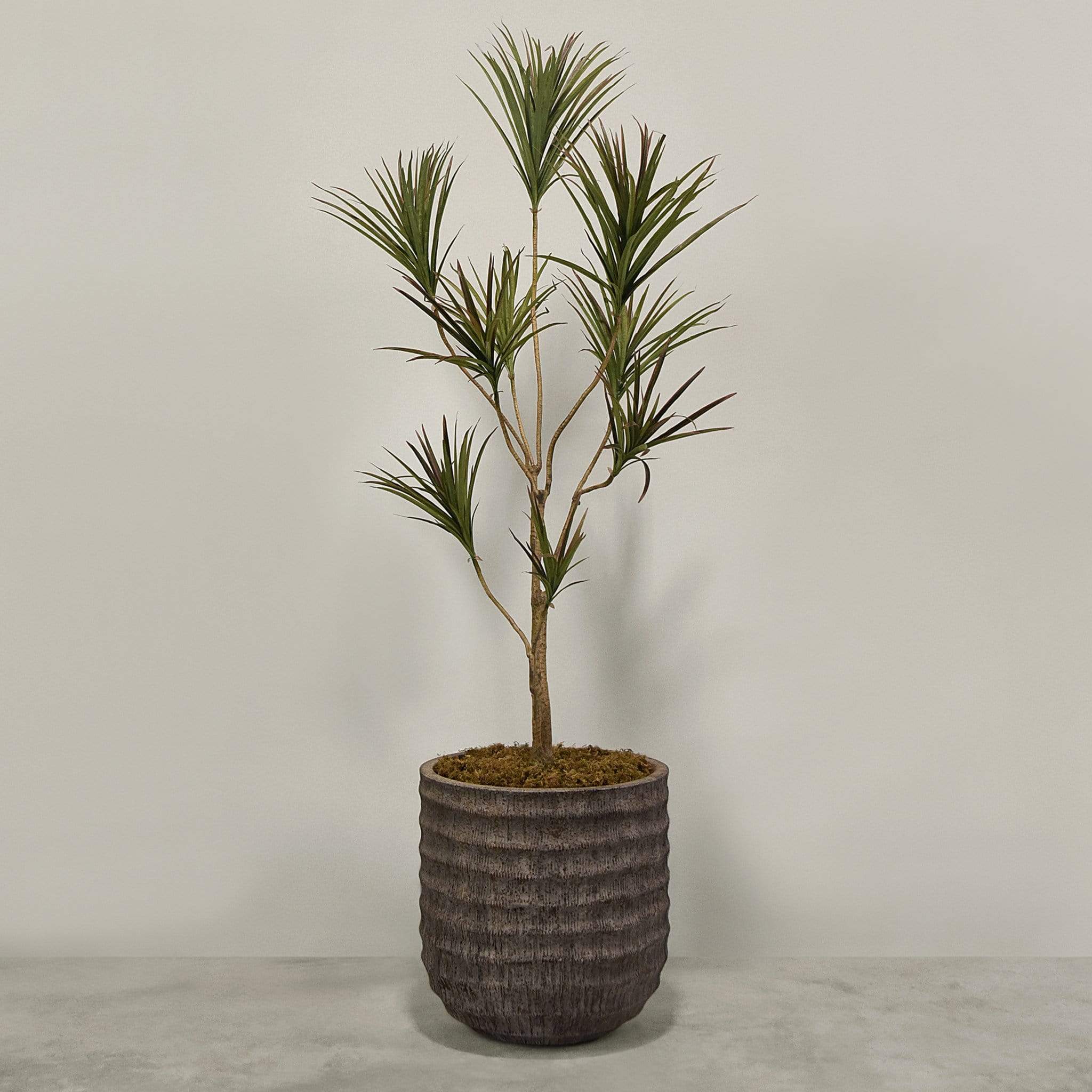 Artificial Draecena With Pot - Image 6