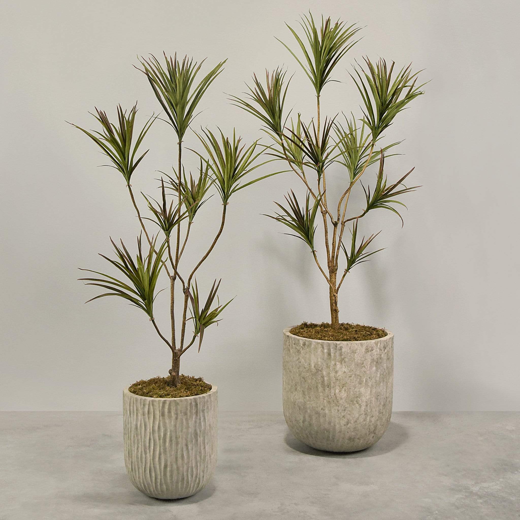 Artificial Draecena With Pot