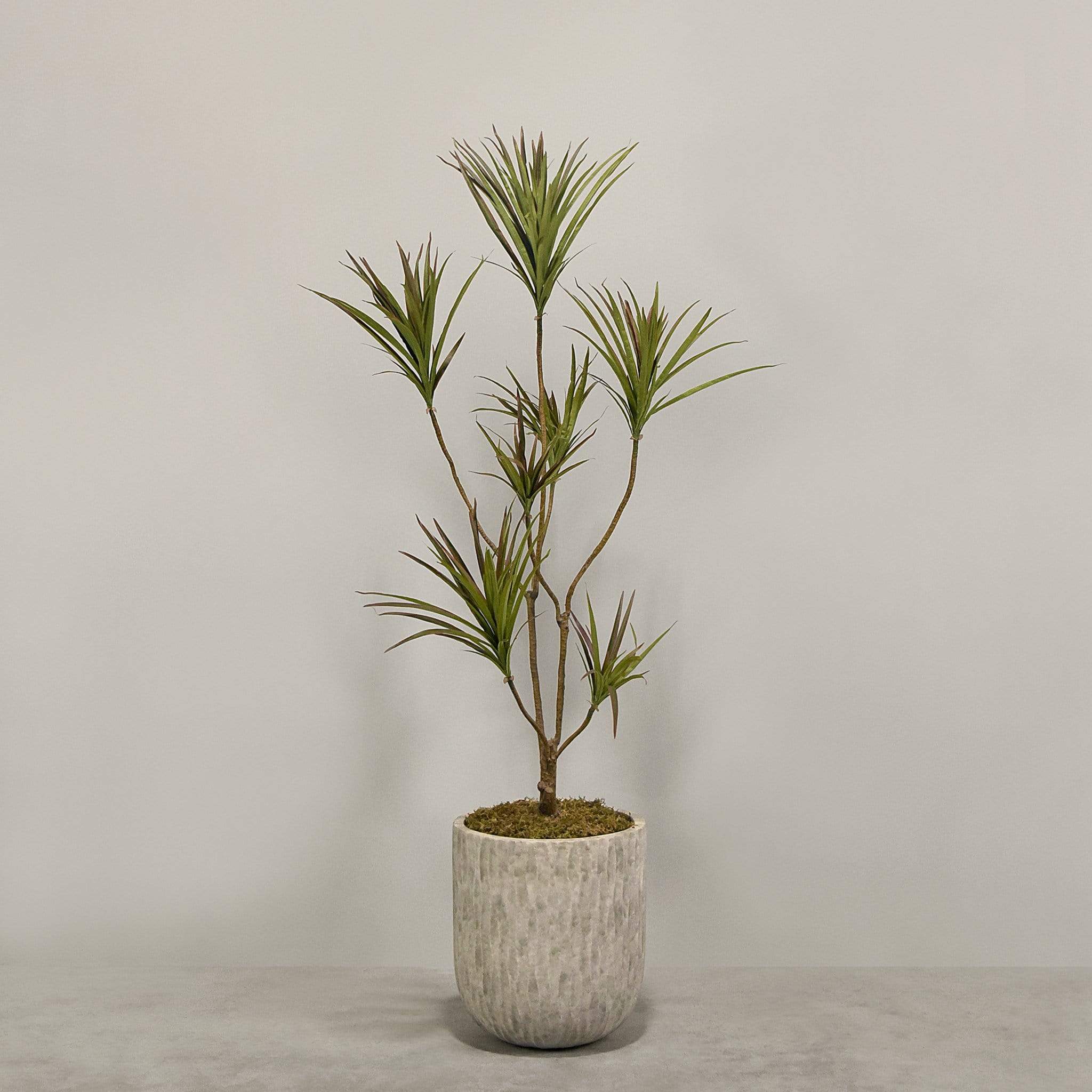 Artificial Draecena With Pot - Image 2